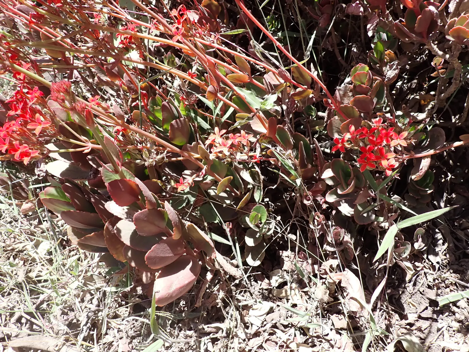 Kalanchoe (Kalanchoe Blossfeldiana) — Minimal watering is required, image 67