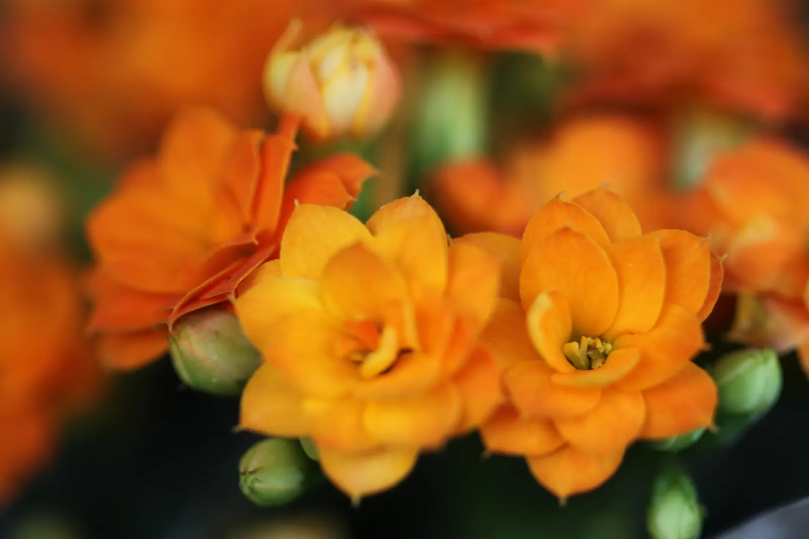 Kalanchoe (Kalanchoe Blossfeldiana) — Add for year-round interest or as a seasonal color pop; its ease of care and colorful disposition are sure to, image 69