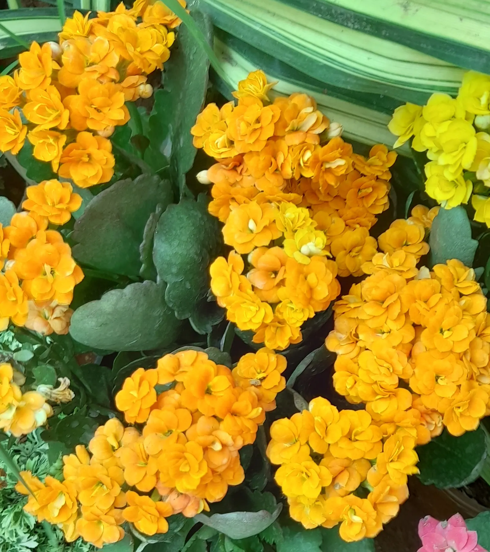 Kalanchoe (Kalanchoe Blossfeldiana) — Kalanchoe blossfeldiana, a succulent perennial, features fleshy leaves and vibrant clusters of flowers, image 64