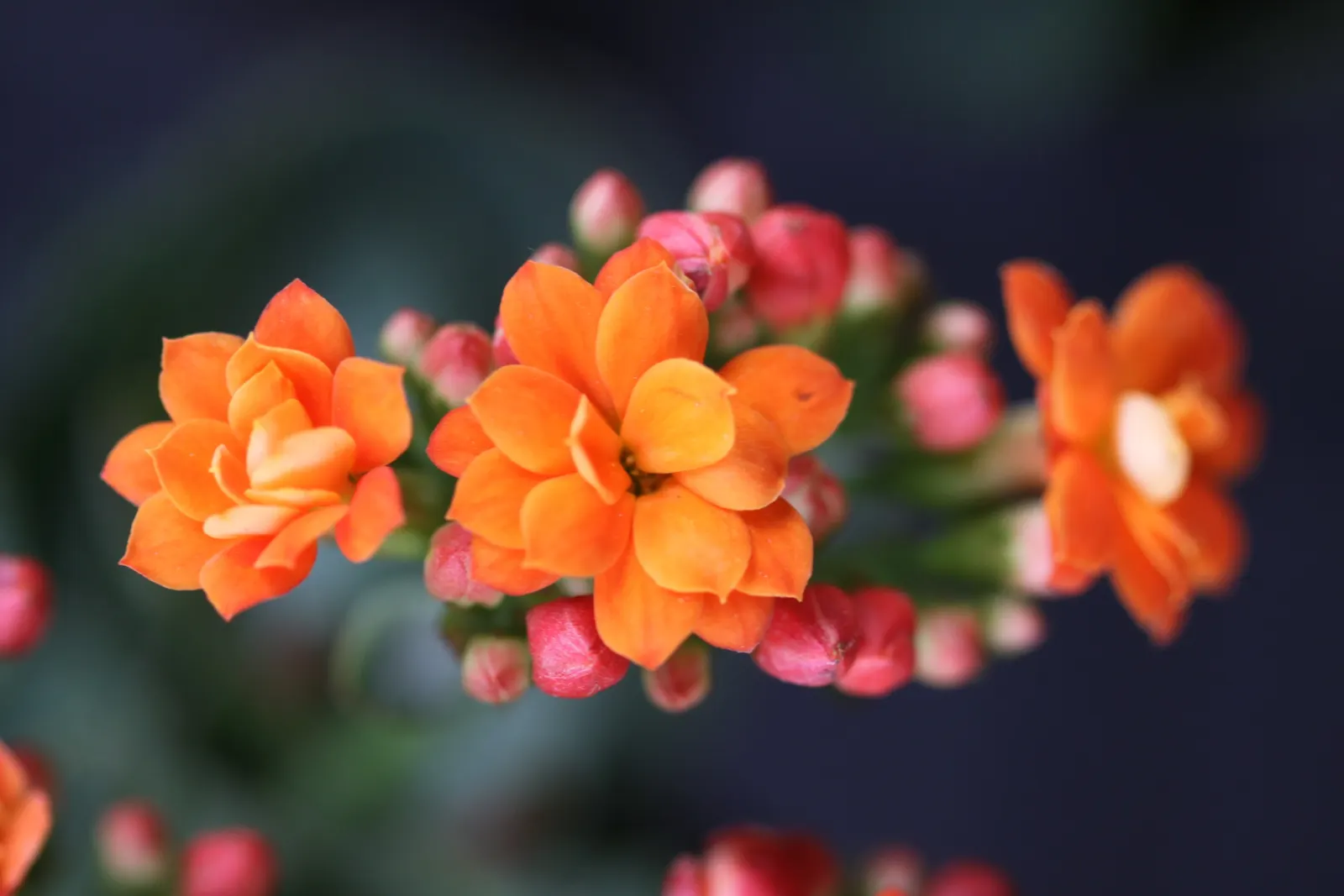 Kalanchoe (Kalanchoe Blossfeldiana) — Minimal watering is required, image 25