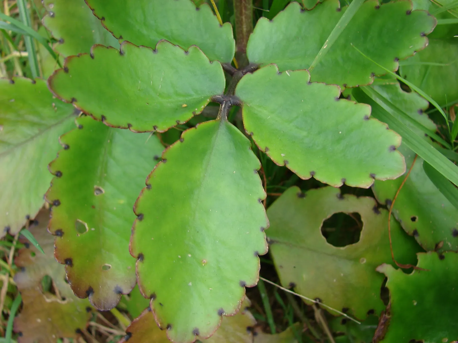 Kalanchoe (Kalanchoe Blossfeldiana) — or as a splash of color in rock gardens; often with scalloped edges, image 80