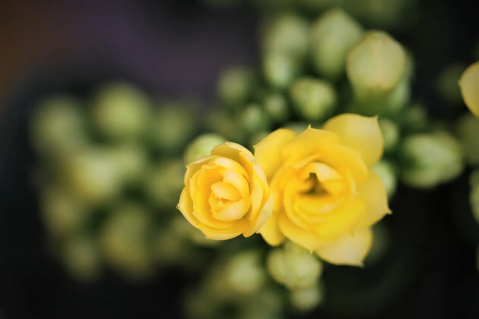 Kalanchoe (Kalanchoe Blossfeldiana) — Optimal in Zones 10-12, it thrives in well-drained soil and full to partial sunlight; often with scalloped edges