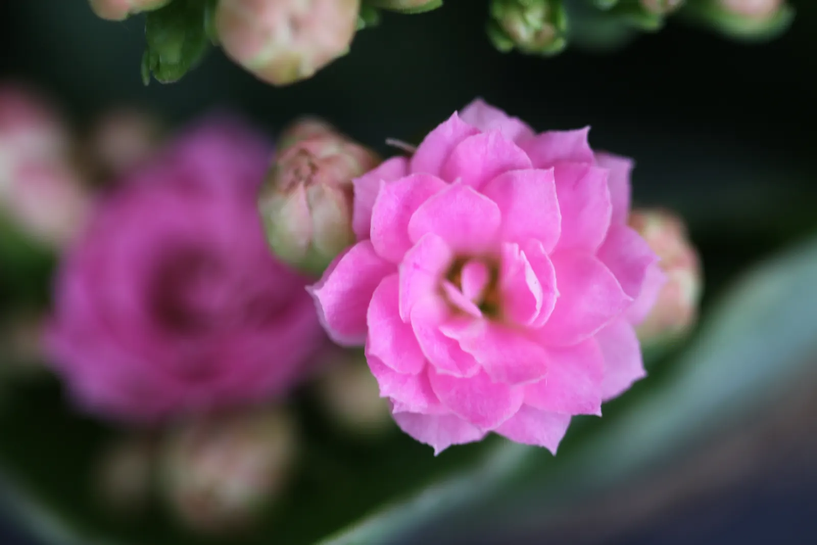 Kalanchoe (Kalanchoe Blossfeldiana) — evergreen succulent known for its resilient nature and showy blooms; often with scalloped edges, image 71