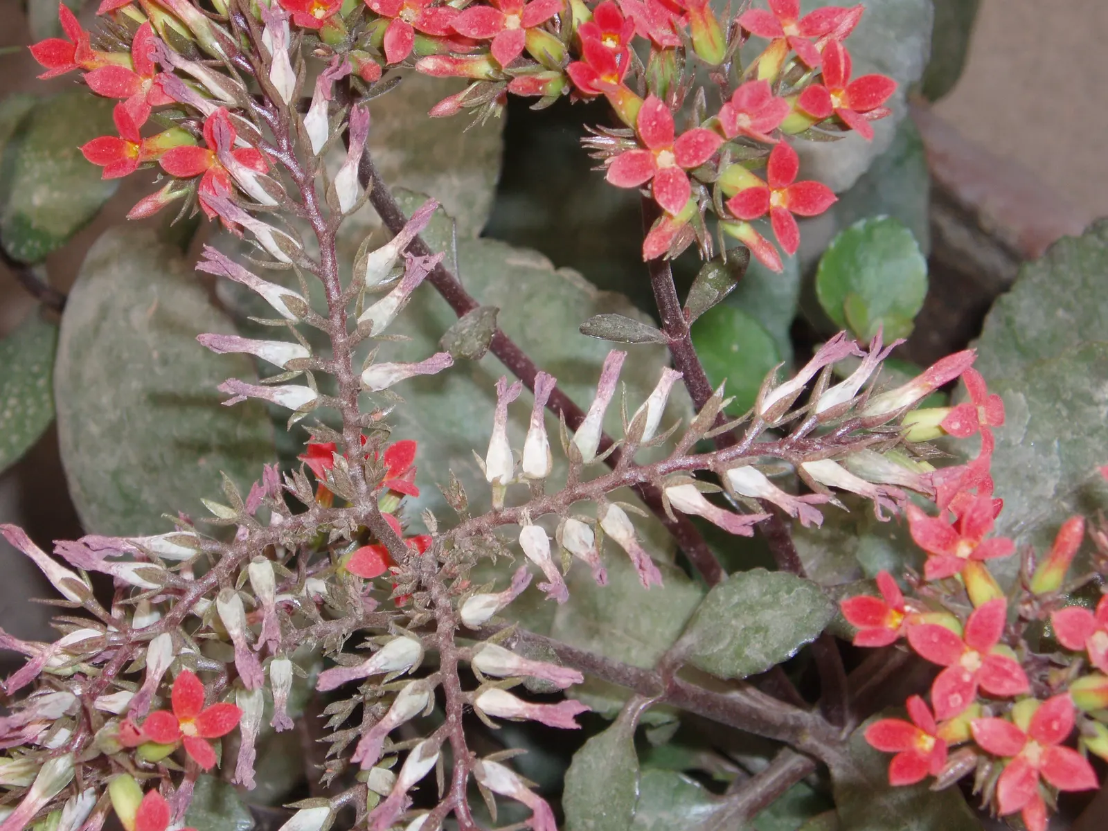 Kalanchoe (Kalanchoe Blossfeldiana) — Deadheading promotes longevity of the bloom period; often with scalloped edges, image 152