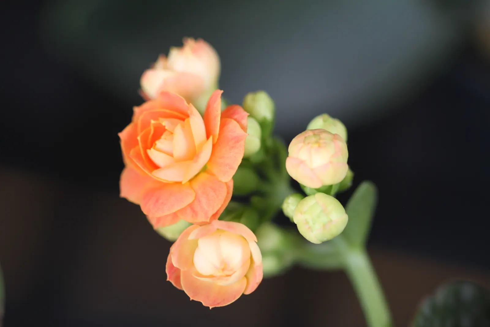 Kalanchoe (Kalanchoe Blossfeldiana) — making it an excellent choice for a low-maintenance pop of color in a garden design