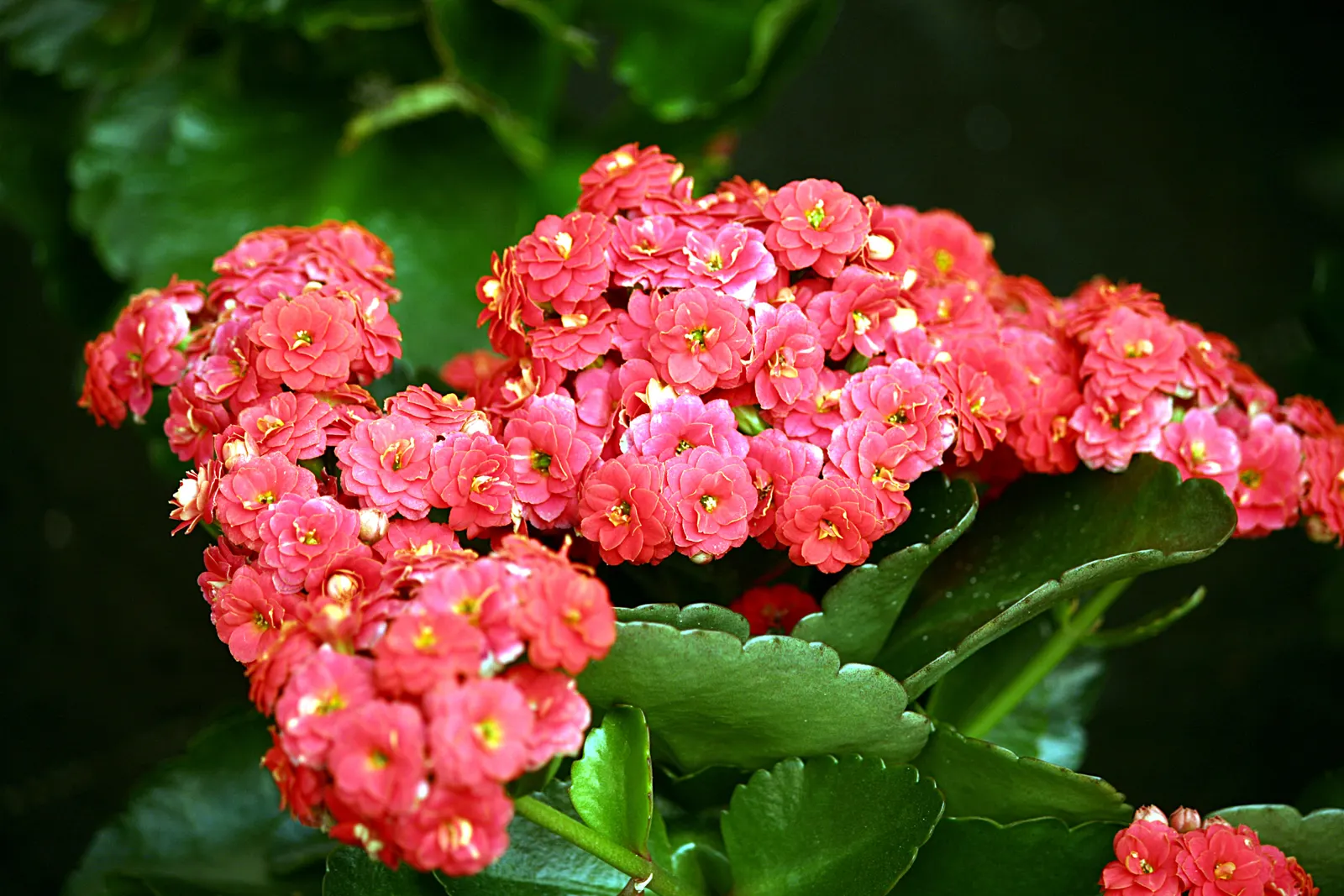 Kalanchoe (Kalanchoe Blossfeldiana) — These blossoms can appear throughout the year but are most prolific during late winter to spring; minimal, image 55