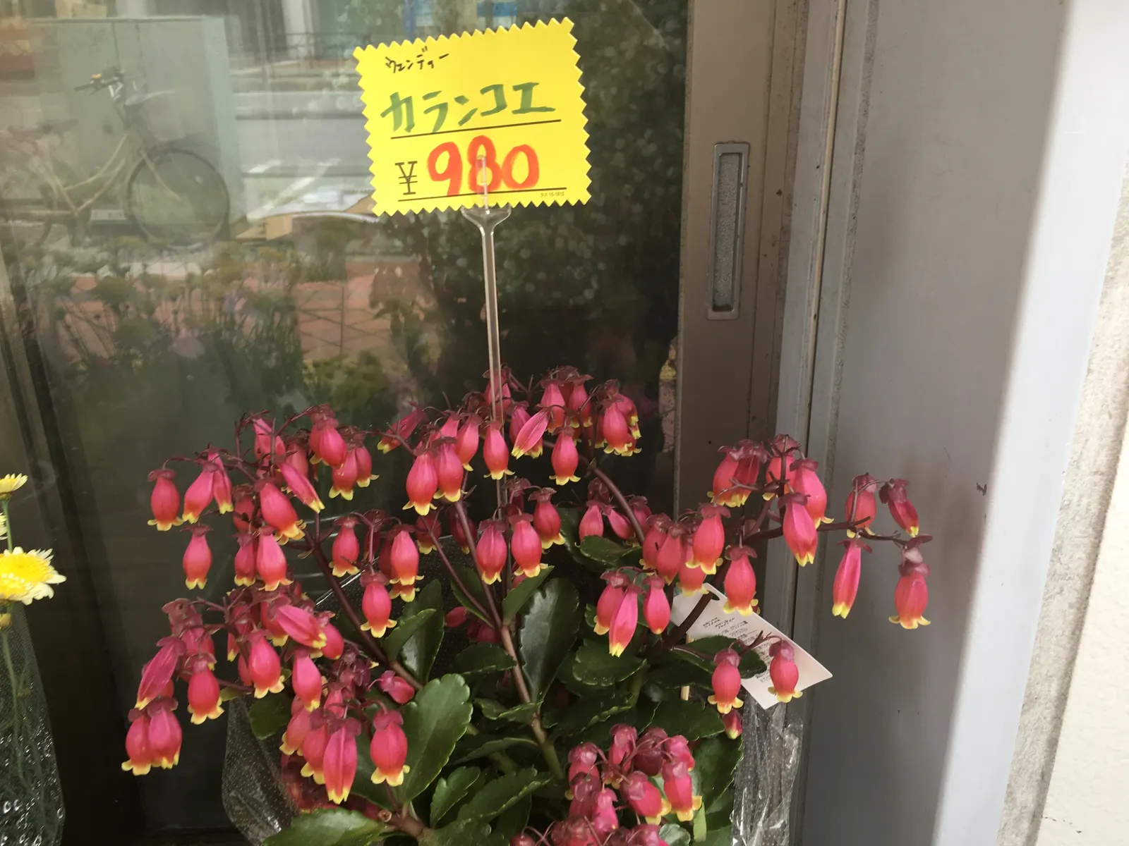 Kalanchoe (Kalanchoe Blossfeldiana) — making it an excellent choice for a low-maintenance pop of color in a garden design; minimal watering is, image 94