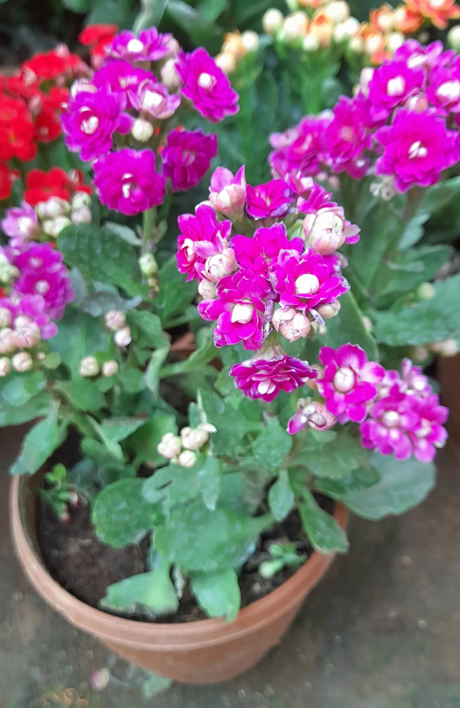 Kalanchoe (Kalanchoe Blossfeldiana) — or as a splash of color in rock gardens; often with scalloped edges, image 164