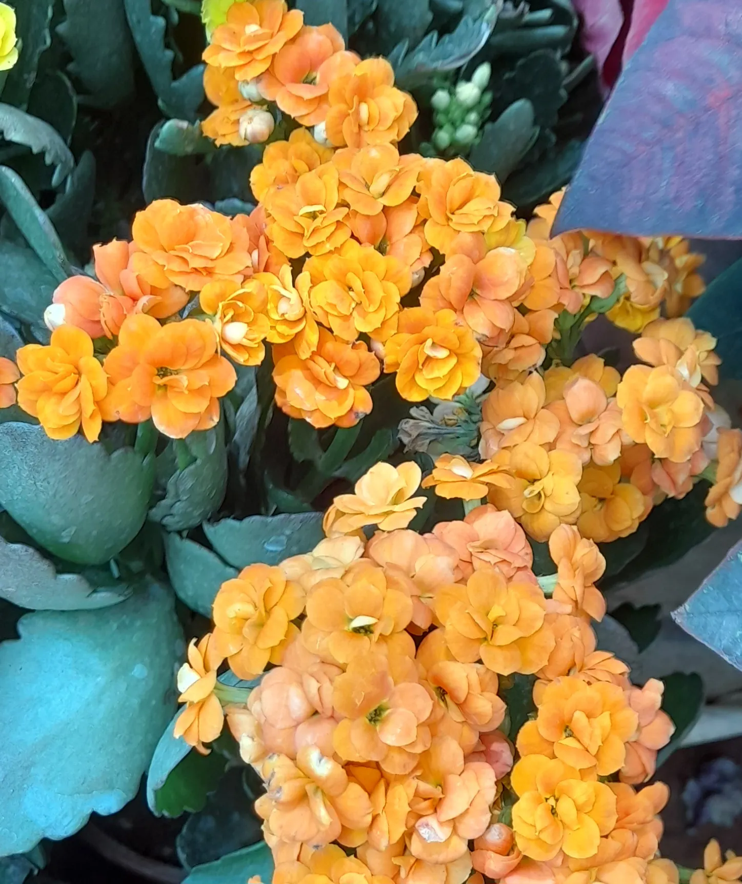 Kalanchoe (Kalanchoe Blossfeldiana) — making it an excellent choice for a low-maintenance pop of color in a garden design; minimal watering is, image 73