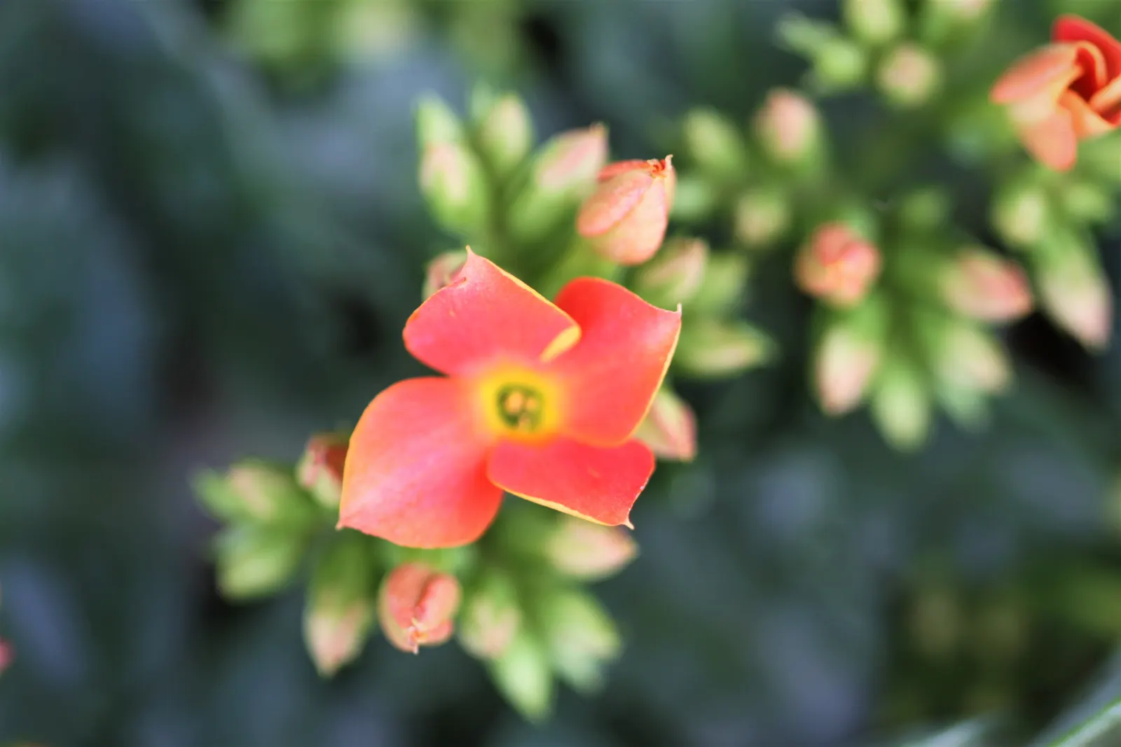 Kalanchoe (Kalanchoe Blossfeldiana) — perennial for full or half; its ease of care and colorful disposition are sure to make it a charming asset to, image 84