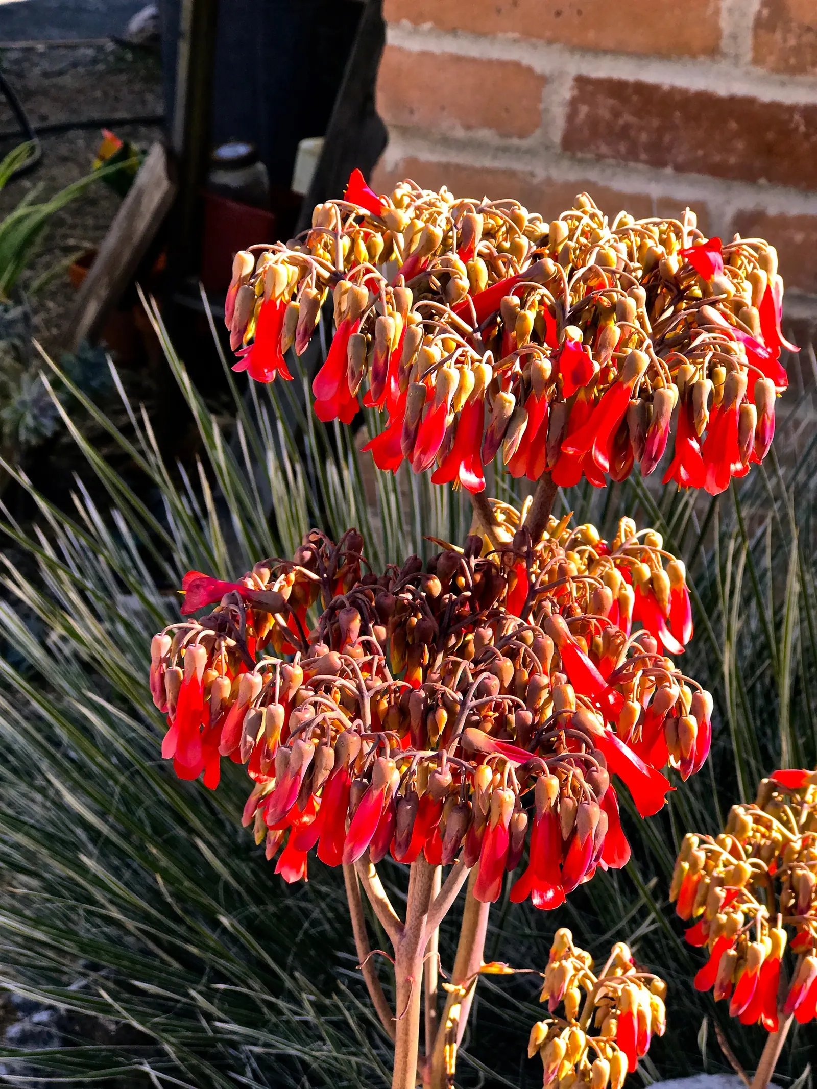 Kalanchoe (Kalanchoe Blossfeldiana) — These blossoms can appear throughout the year but are most prolific during late winter to spring; minimal, image 76