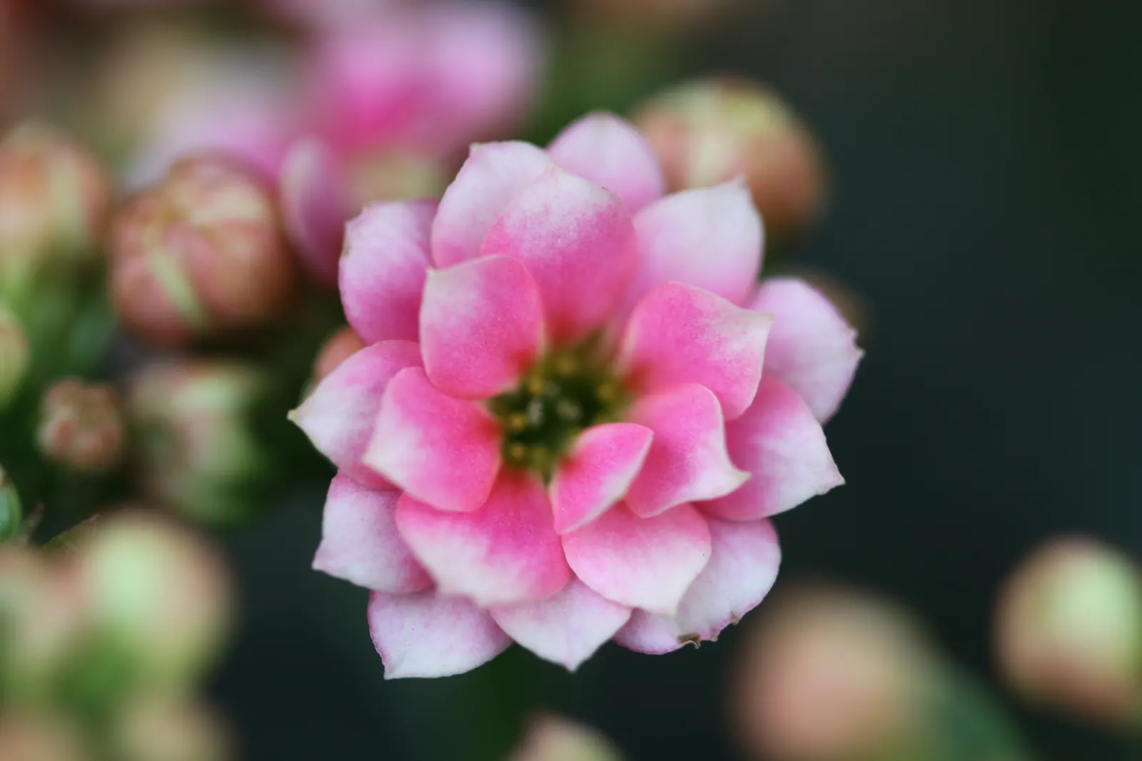 Kalanchoe (Kalanchoe Blossfeldiana) — Kalanchoe blossfeldiana, a succulent perennial, features fleshy leaves and vibrant clusters of flowers, image 43