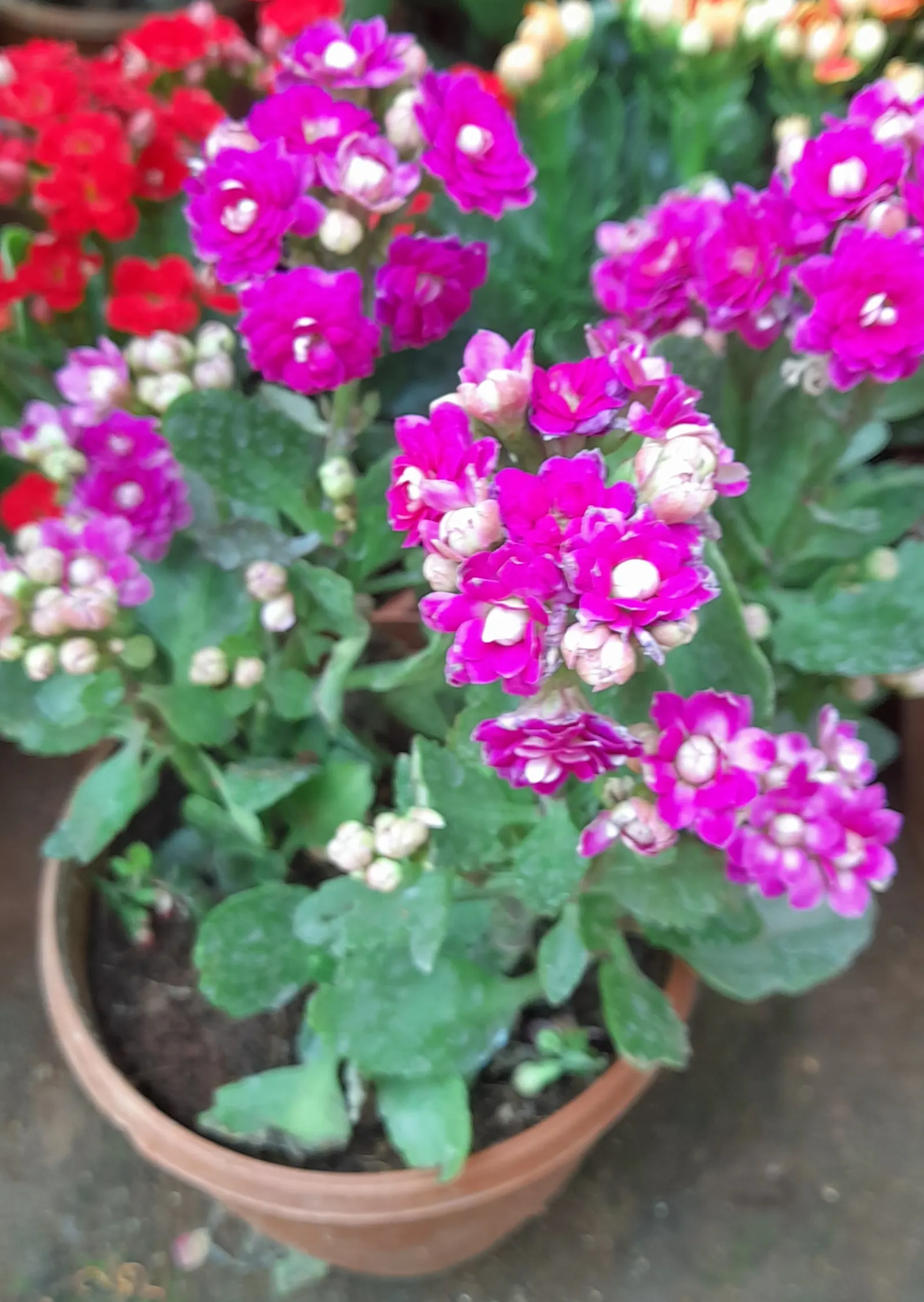 Kalanchoe (Kalanchoe Blossfeldiana) — Minimal watering is required, image 151