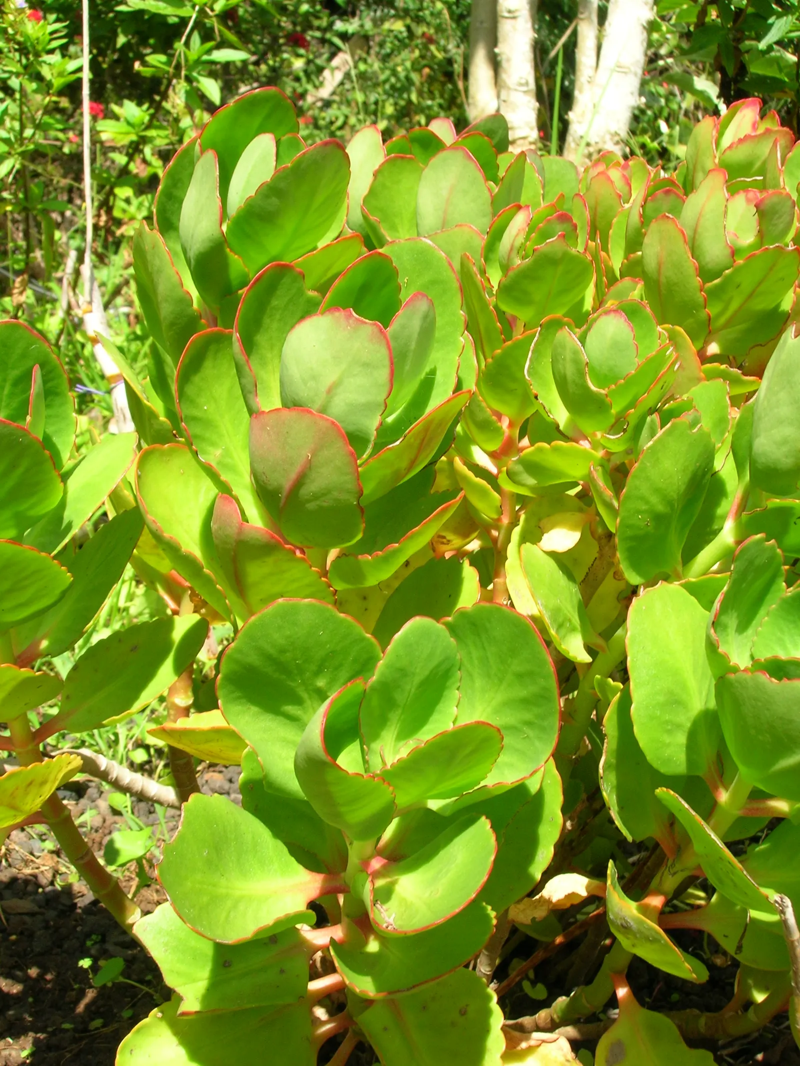 Kalanchoe (Kalanchoe Blossfeldiana) — These blossoms can appear throughout the year but are most prolific during late winter to spring; minimal, image 181