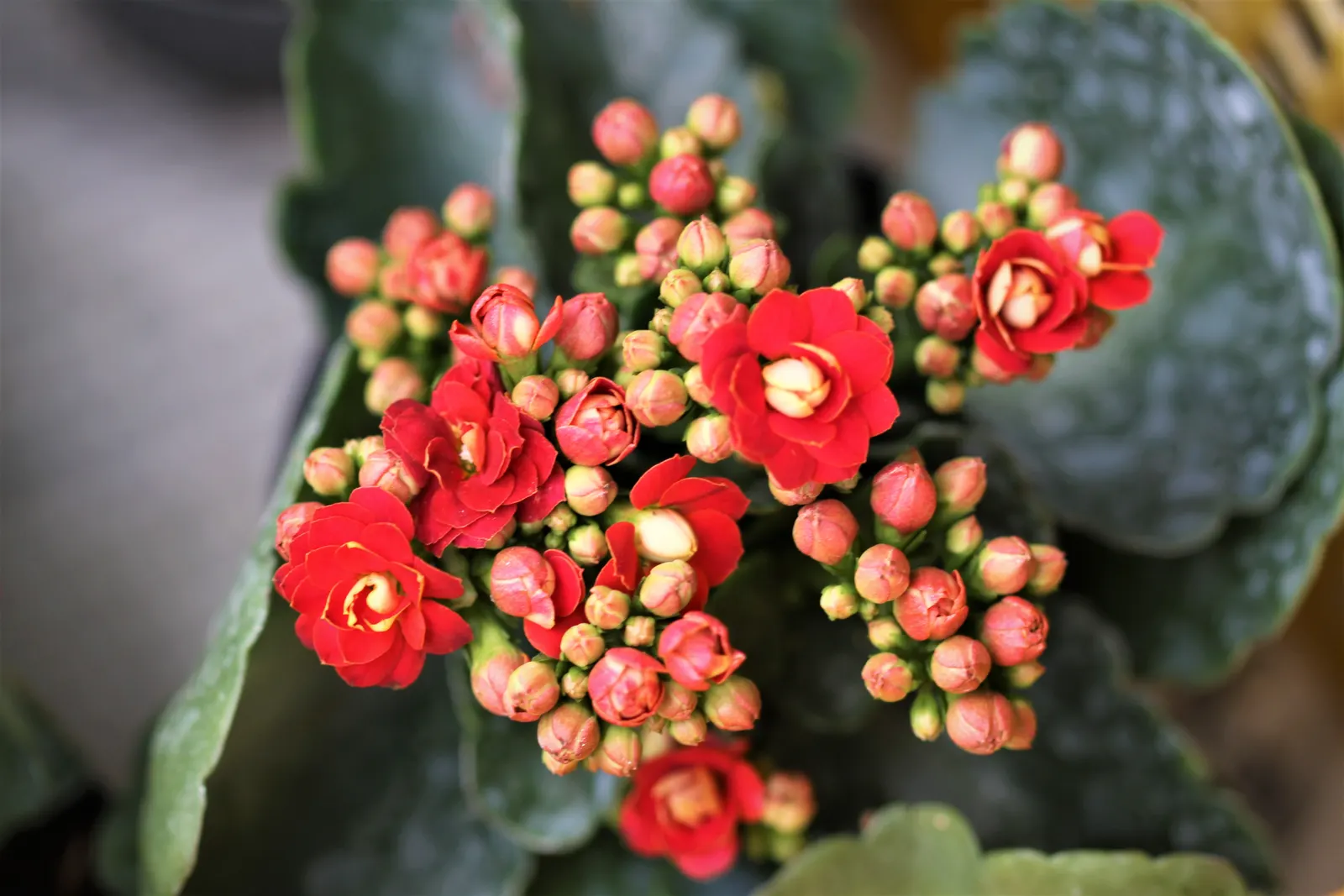 Kalanchoe (Kalanchoe Blossfeldiana) — making it an excellent choice for a low-maintenance pop of color in a garden design; minimal watering is, image 115