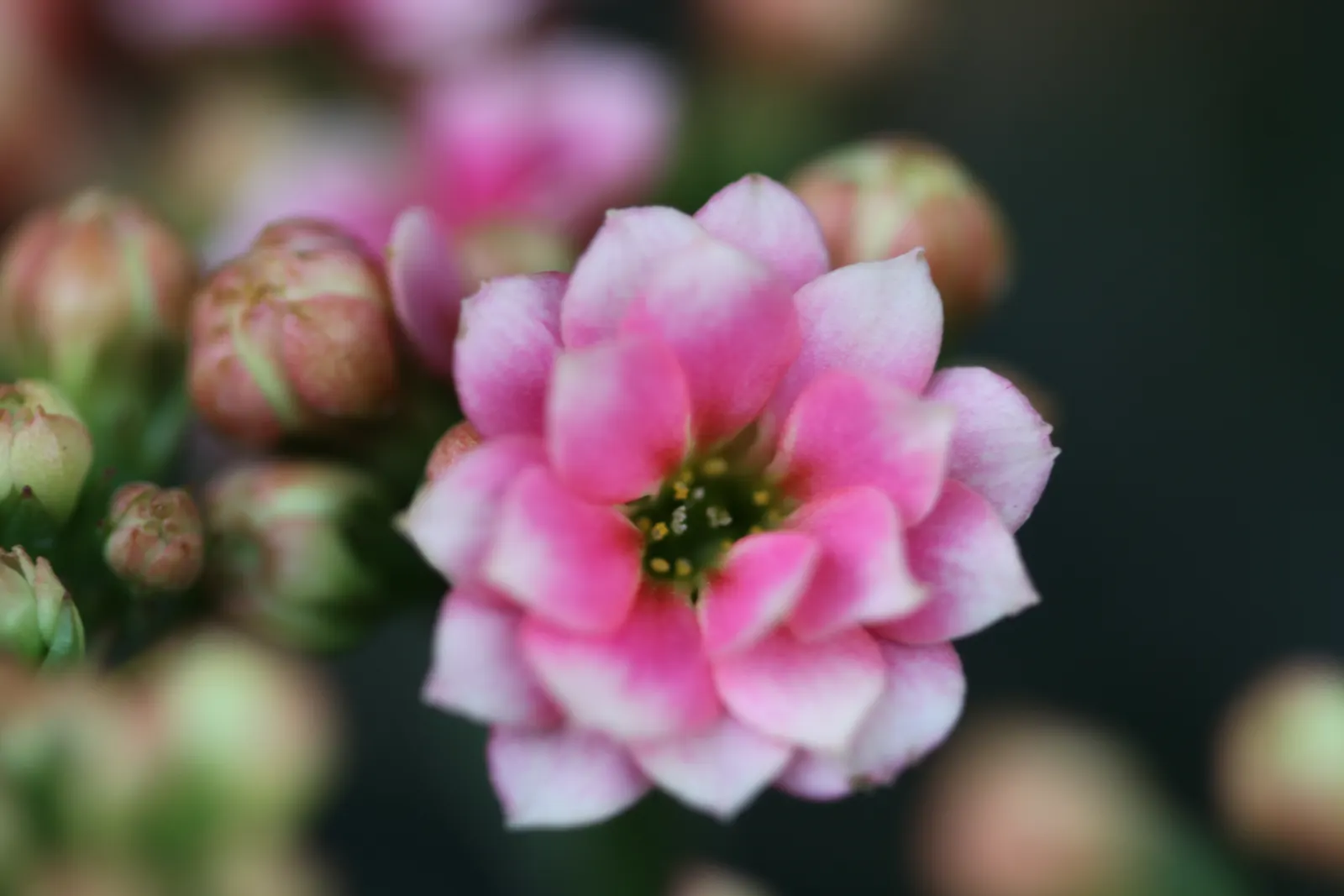 Kalanchoe (Kalanchoe Blossfeldiana) — perennial with red blooms; often with scalloped edges, image 167