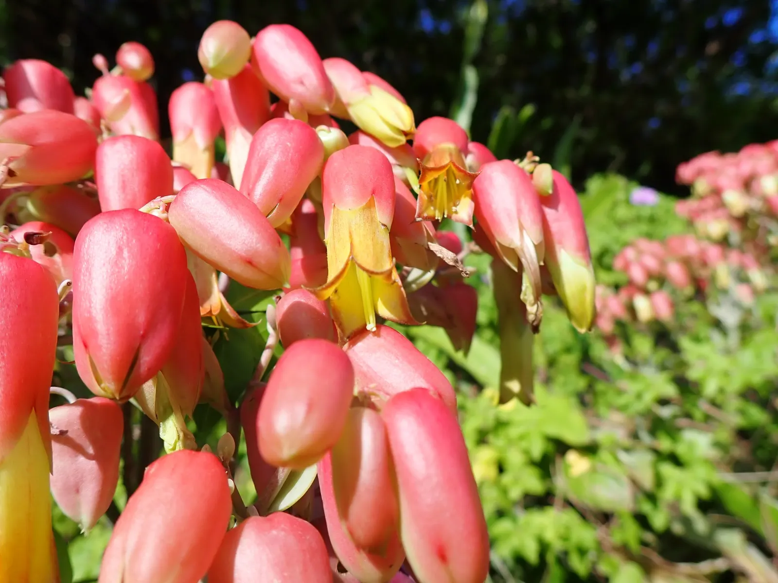 Kalanchoe (Kalanchoe Blossfeldiana) — consider it for border accents; minimal watering is required, image 121