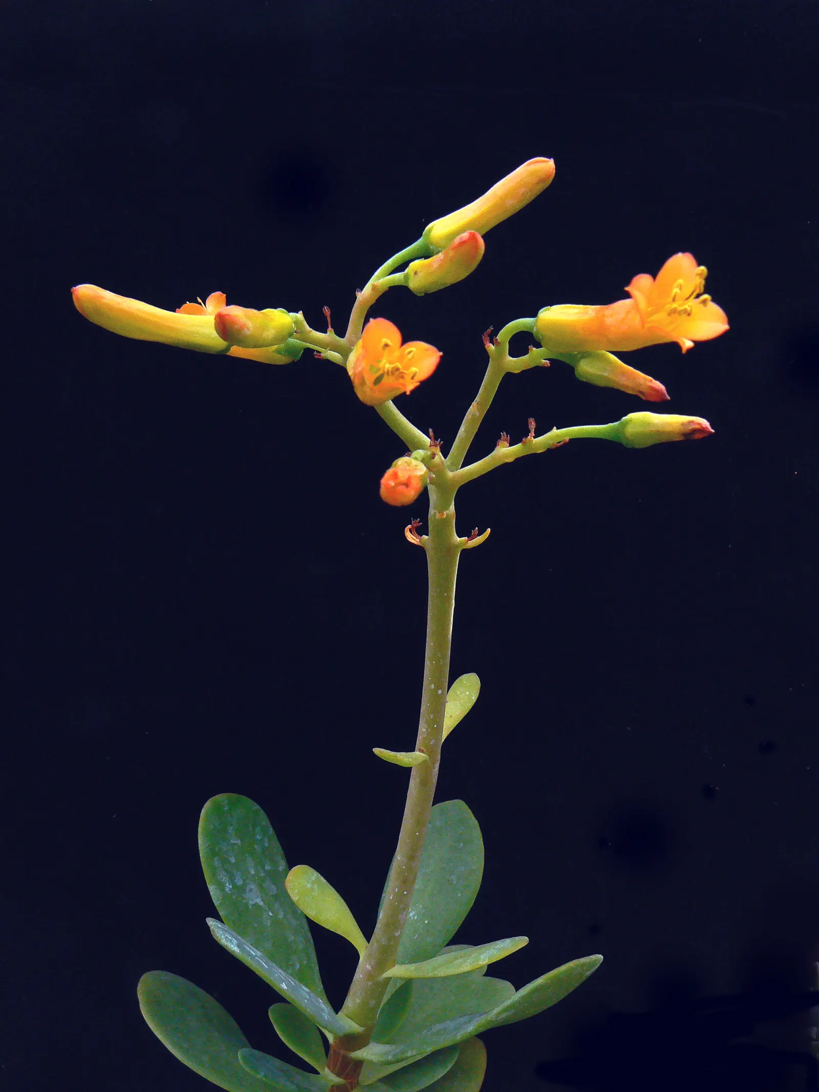 Kalanchoe (Kalanchoe Blossfeldiana) — This plant typically reaches a modest height of 6 to 18 inches with a similar spread; its ease of care and, image 135