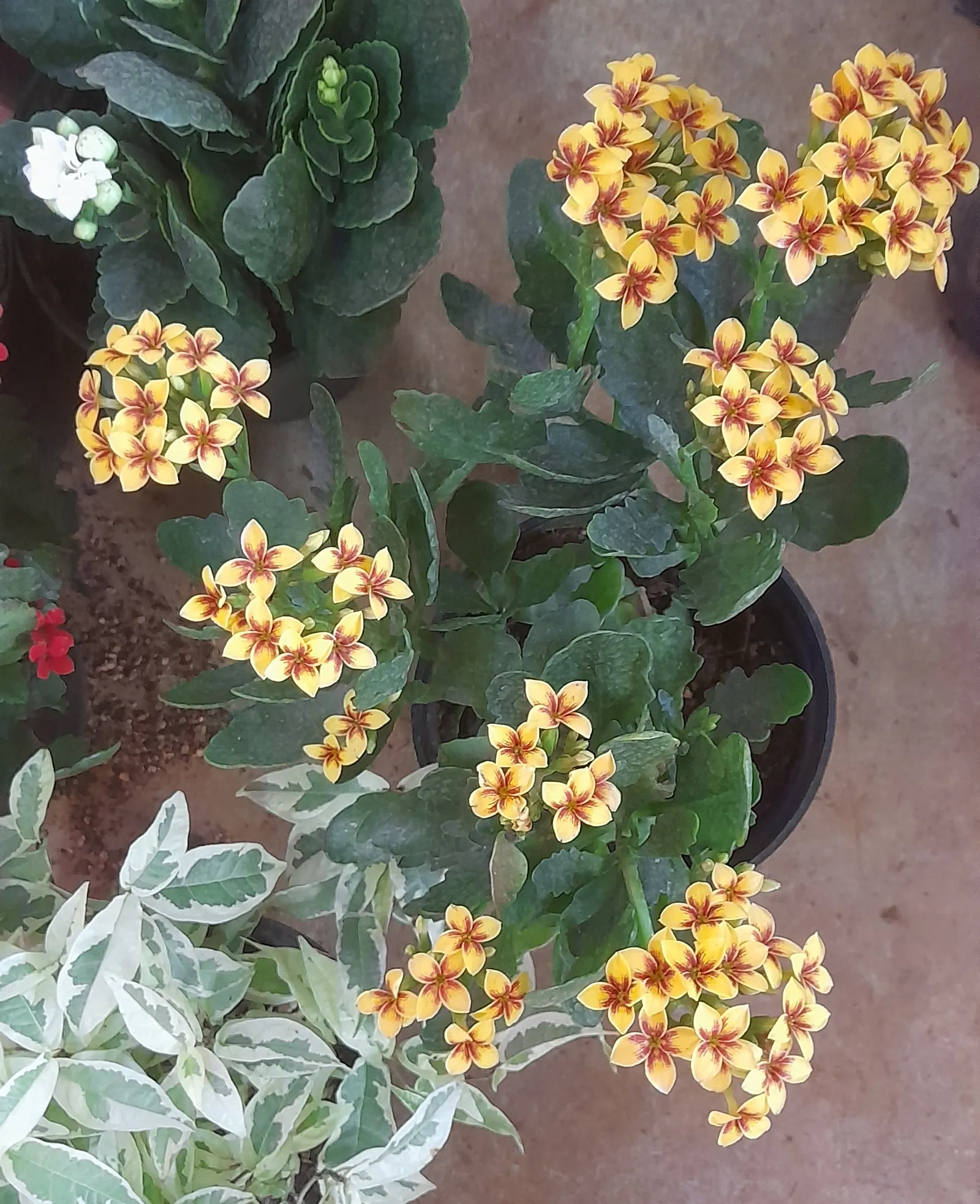Kalanchoe (Kalanchoe Blossfeldiana) — These blossoms can appear throughout the year but are most prolific during late winter to spring; minimal watering is