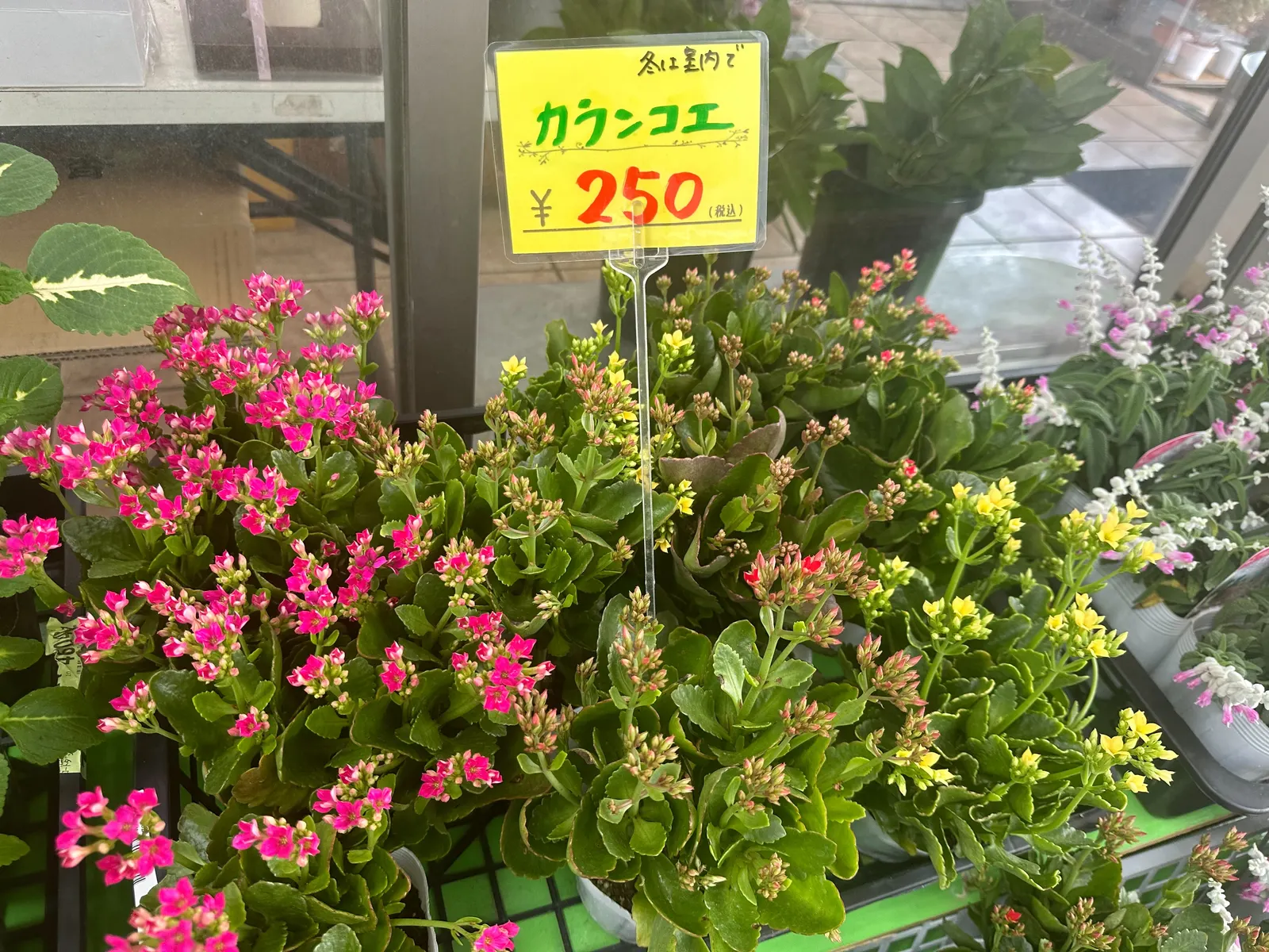 Kalanchoe (Kalanchoe Blossfeldiana) — perennial for full or half; its ease of care and colorful disposition are sure to make it a charming asset to, image 168