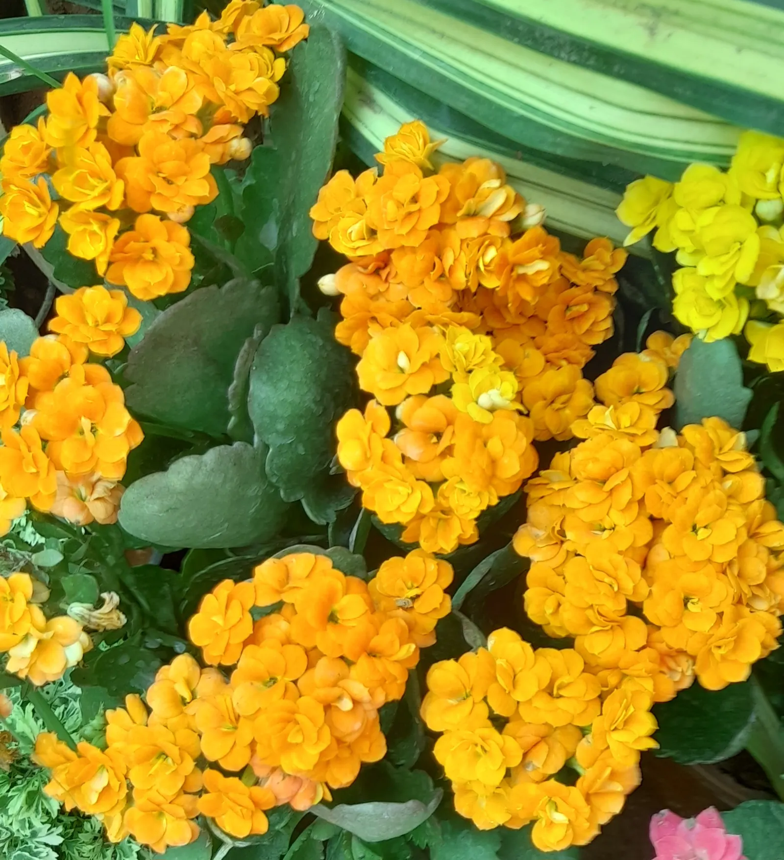 Kalanchoe (Kalanchoe Blossfeldiana) — a common issue in wet conditions; often with scalloped edges, image 140