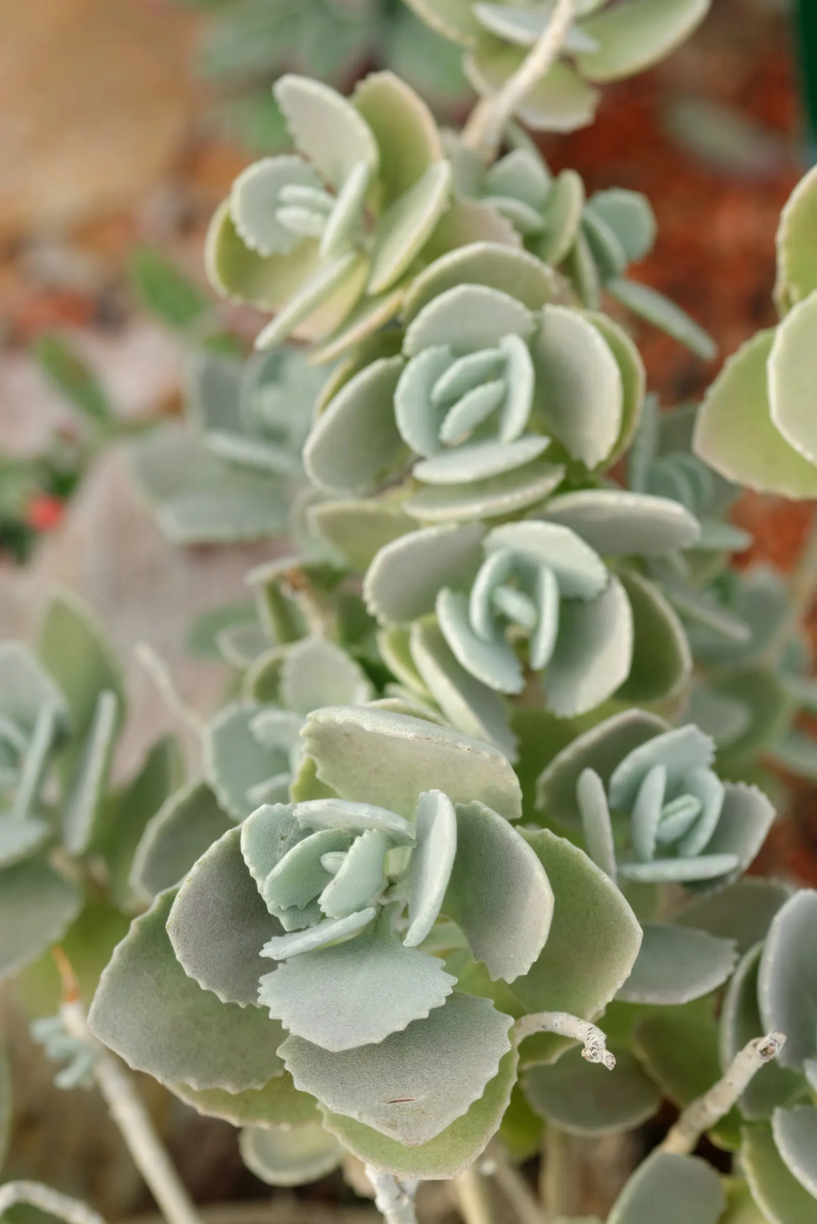 Kalanchoe (Kalanchoe Blossfeldiana) — Typically 6-18 inches tall with a spread of 6-12 inches, it is suitable for container gardening; its ease of, image 87