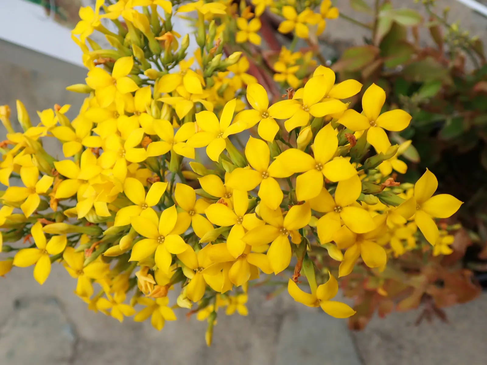 Kalanchoe (Kalanchoe Blossfeldiana) — or as a splash of color in rock gardens; often with scalloped edges