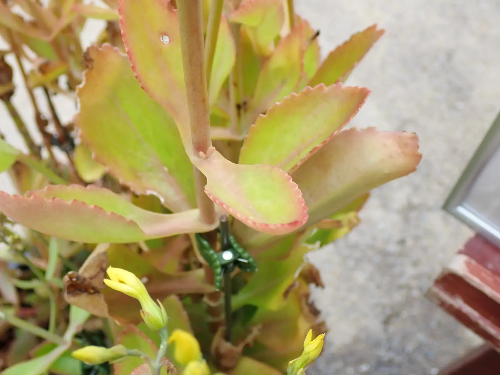 Kalanchoe (Kalanchoe Blossfeldiana) — Typically 6-18 inches tall with a spread of 6-12 inches, it is suitable for container gardening; its ease of, image 66