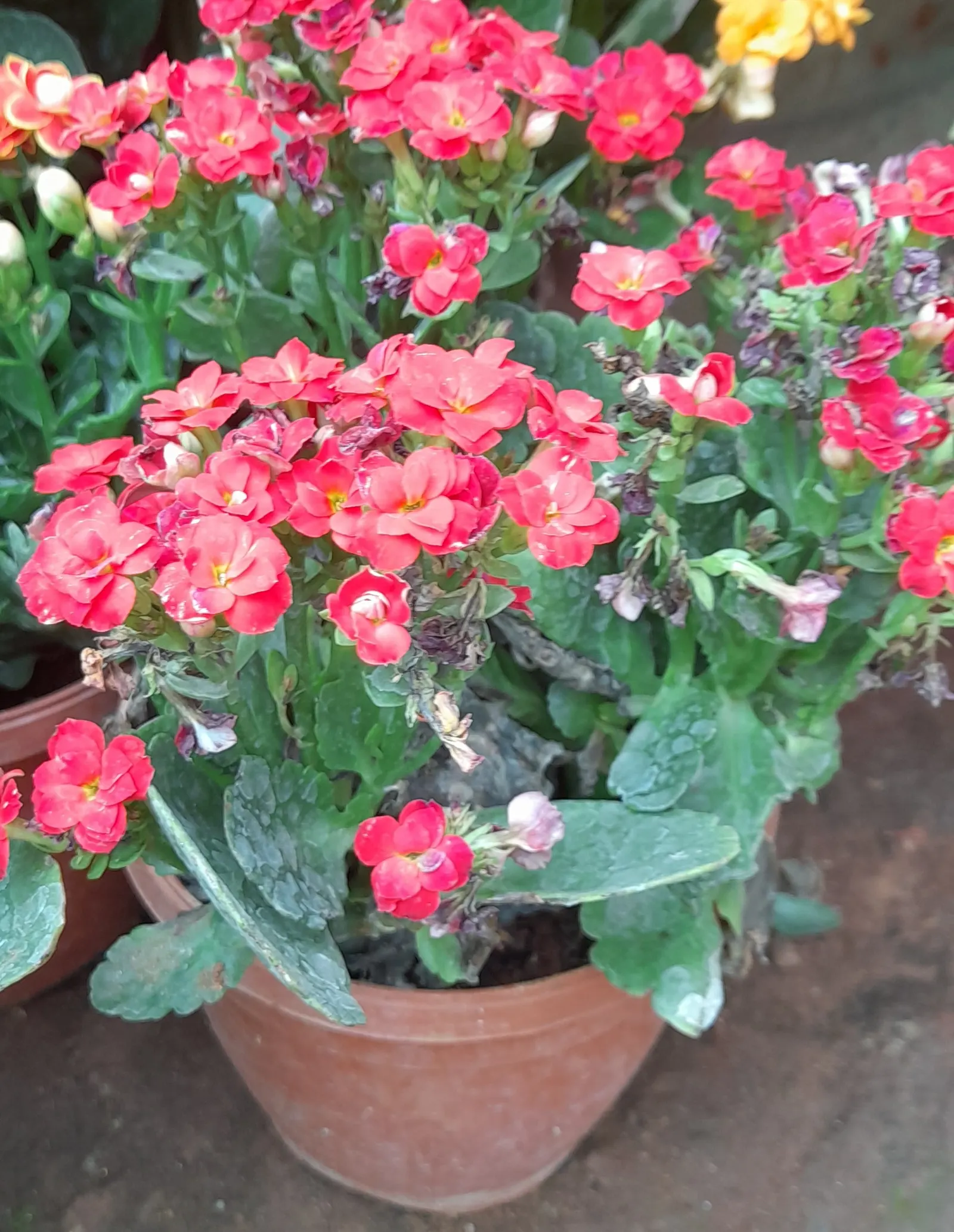 Kalanchoe (Kalanchoe Blossfeldiana) — Kalanchoe blossfeldiana, a succulent perennial, features fleshy leaves and vibrant clusters of flowers; minimal watering