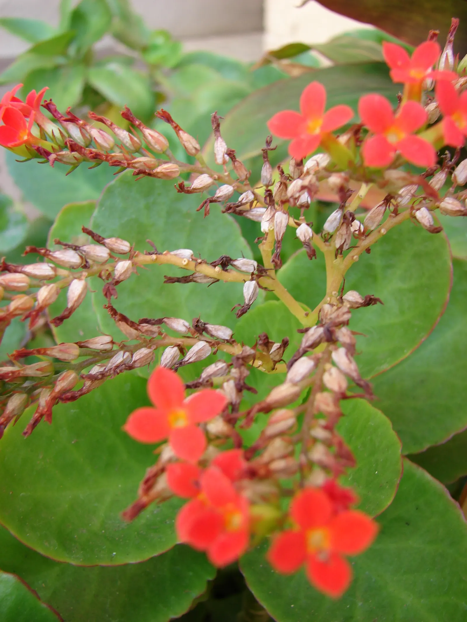 Kalanchoe (Kalanchoe Blossfeldiana) — perennial for full or half; its ease of care and colorful disposition are sure to make it a charming asset to, image 63