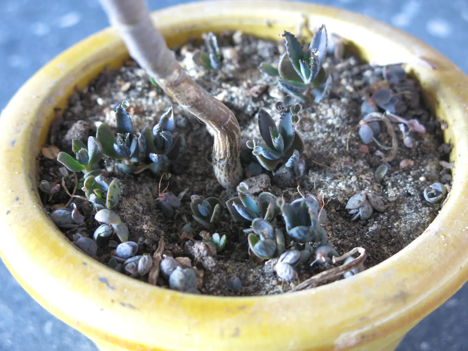 Kalanchoe (Kalanchoe Blossfeldiana) — perennial with red blooms