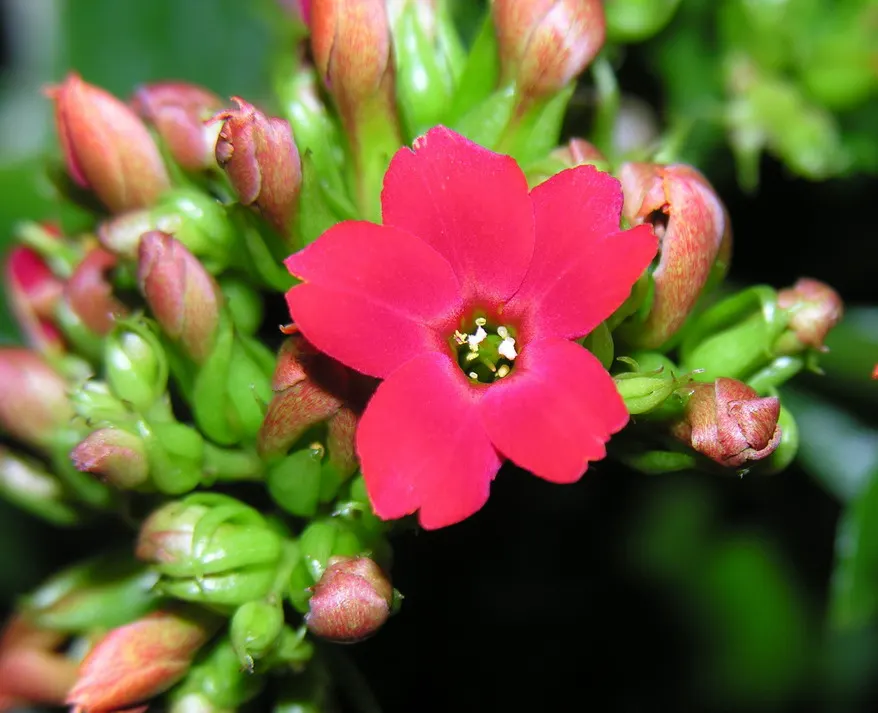 Kalanchoe (Kalanchoe Blossfeldiana) — consider it for border accents; minimal watering is required, image 58