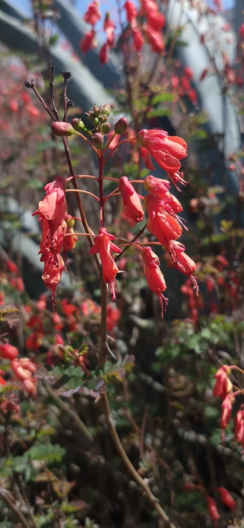 Kalanchoe (Kalanchoe Blossfeldiana) — This succulent enjoys bright; its ease of care and colorful disposition are sure to make it a charming asset to any