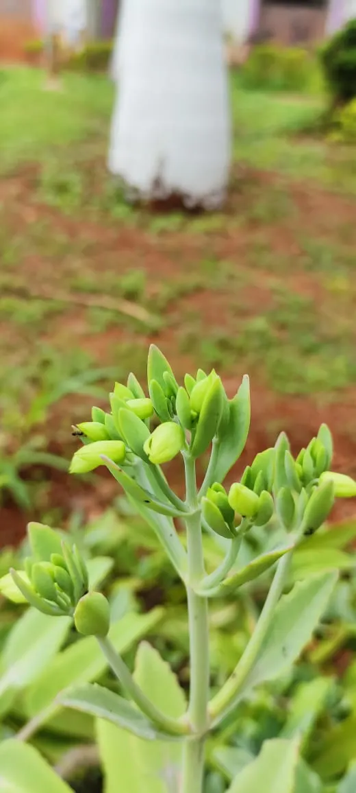 Kalanchoe (Kalanchoe Blossfeldiana) — Typically 6-18 inches tall with a spread of 6-12 inches, it is suitable for container gardening; its ease of, image 171