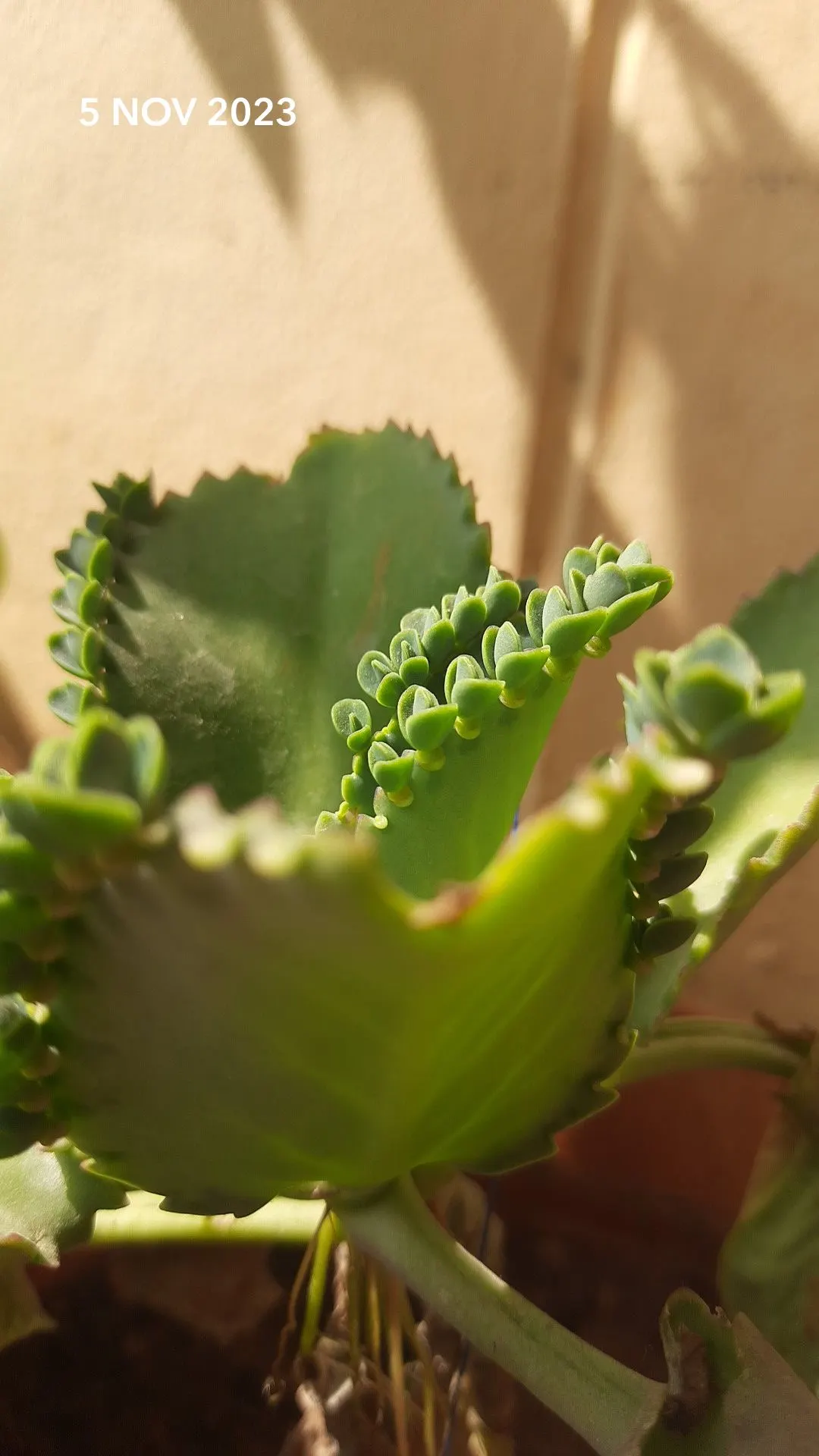 Kalanchoe (Kalanchoe Blossfeldiana) — making it an excellent choice for a low-maintenance pop of color in a garden design; minimal watering is, image 136