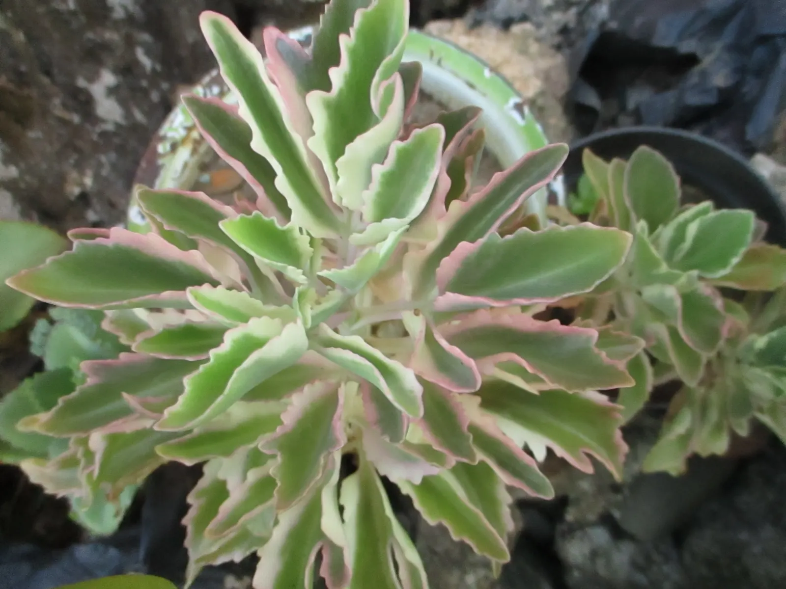 Kalanchoe (Kalanchoe Blossfeldiana) — perennial for full or half; its ease of care and colorful disposition are sure to make it a charming asset to, image 126