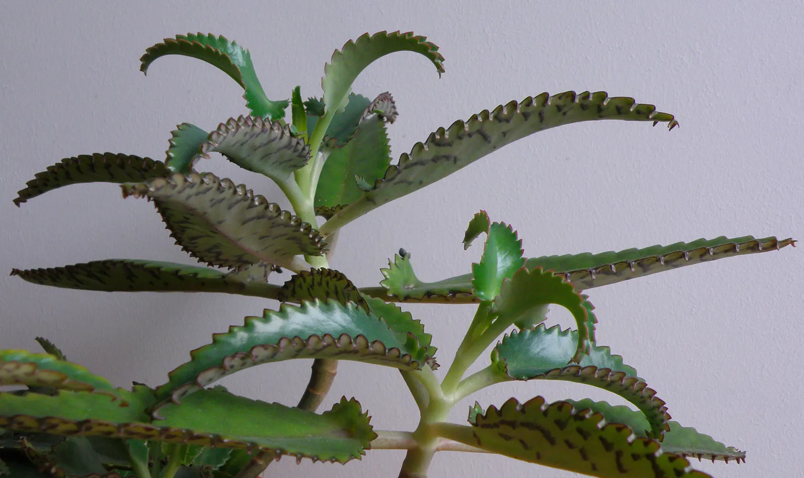 Kalanchoe (Kalanchoe Blossfeldiana) — commonly known as Kalanchoe or Flaming Katy