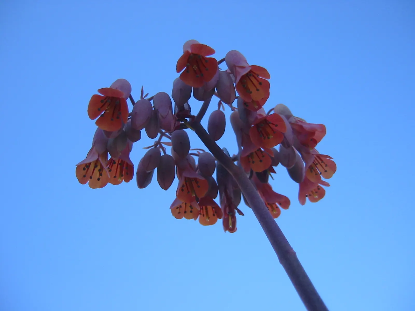 Kalanchoe (Kalanchoe Blossfeldiana) — a common issue in wet conditions; often with scalloped edges, image 119