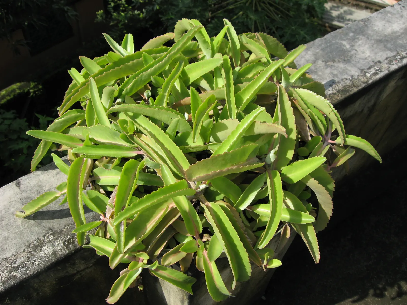 Kalanchoe (Kalanchoe Blossfeldiana) — making it an excellent choice for a low-maintenance pop of color in a garden design; minimal watering is, image 157