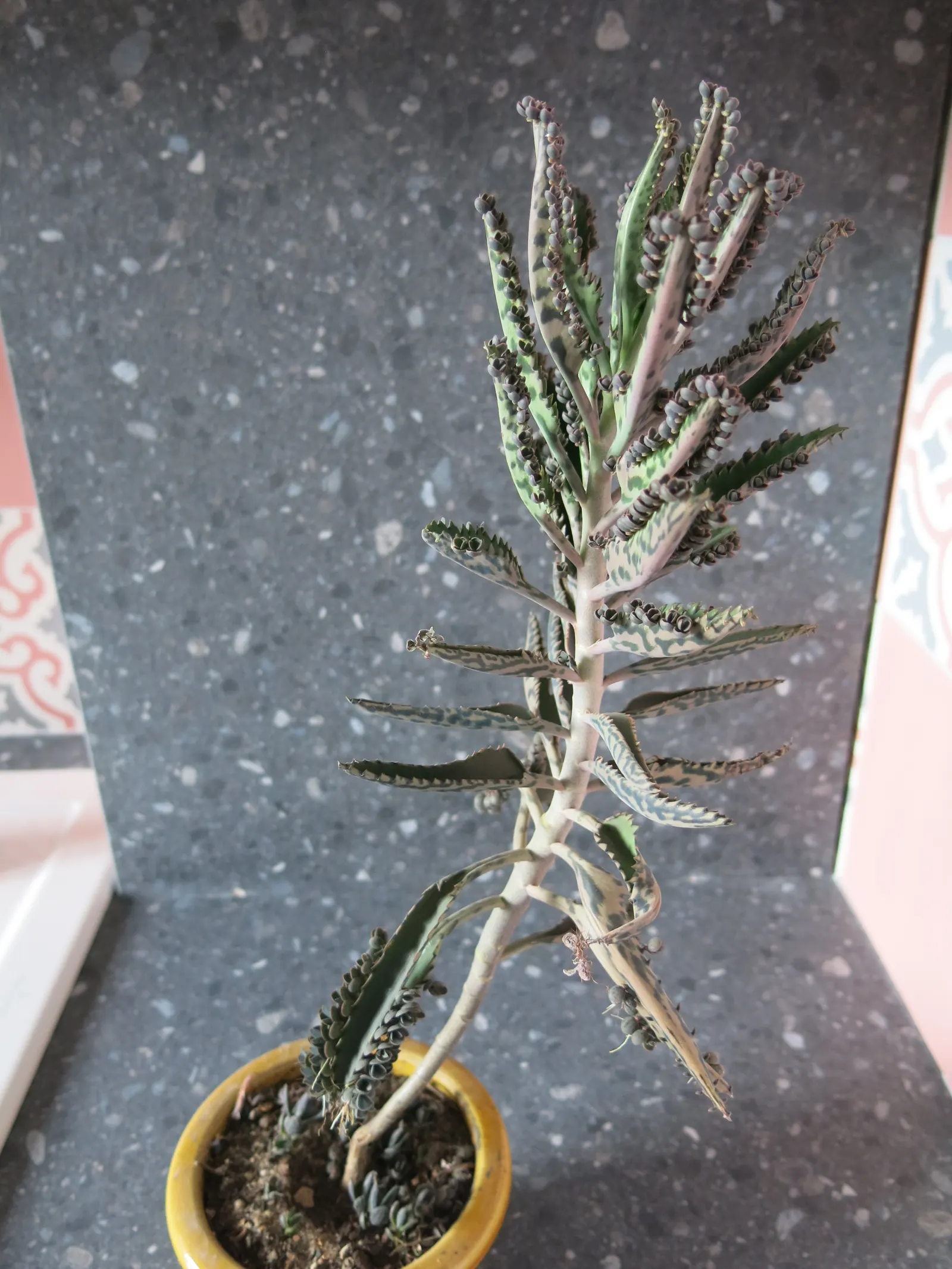 Kalanchoe (Kalanchoe Blossfeldiana) — Its ease of care and colorful disposition are sure to make it a charming asset to any client's garden, image 102