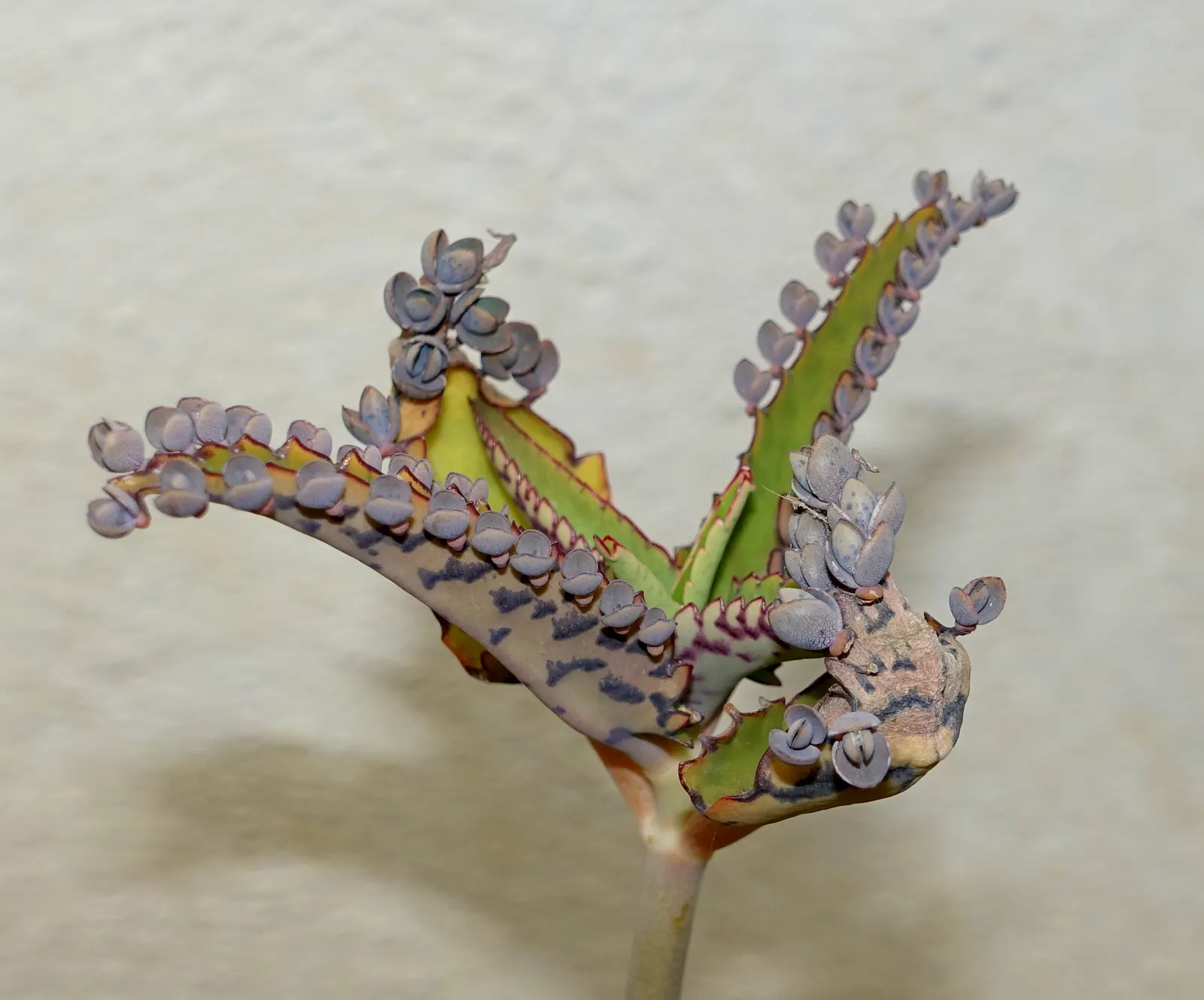 Kalanchoe (Kalanchoe Blossfeldiana) — commonly known as Kalanchoe or Flaming Katy; minimal watering is required, image 133