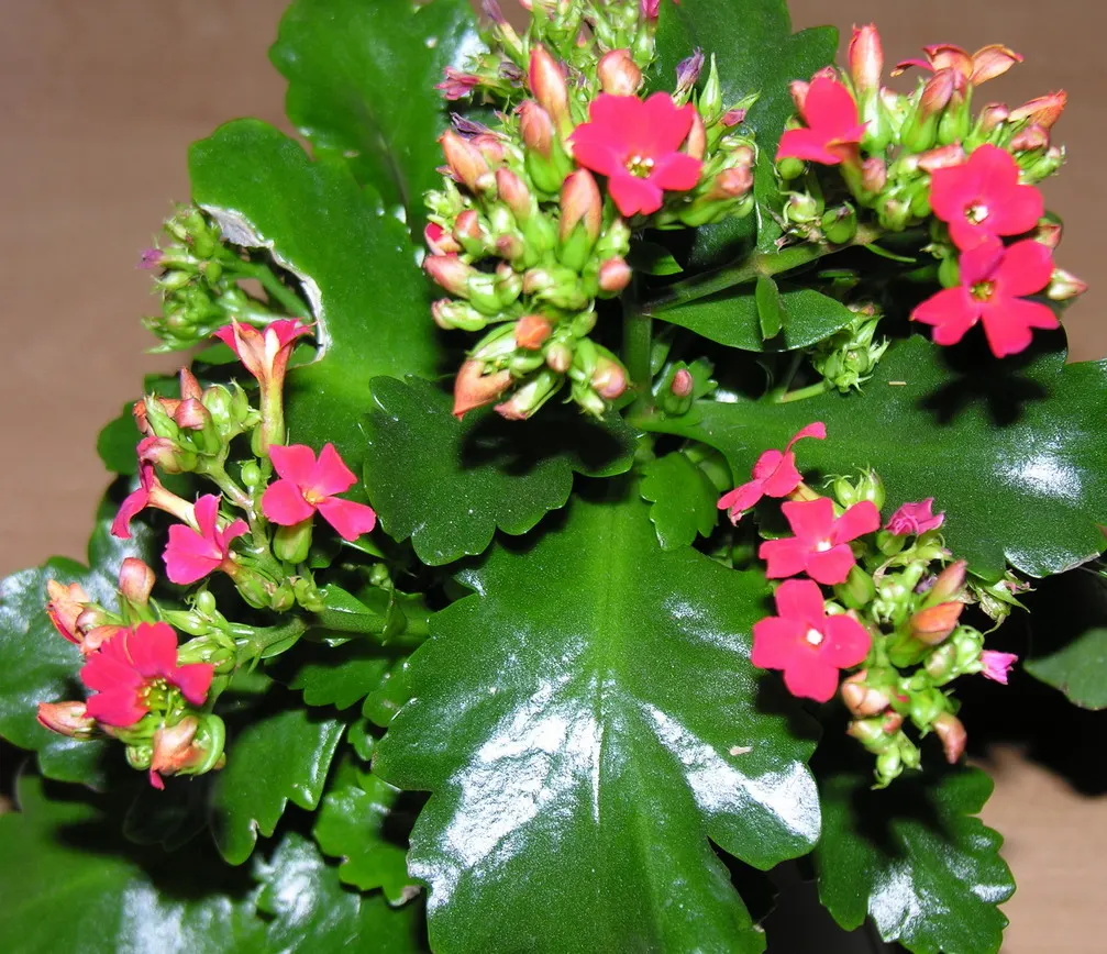 Kalanchoe (Kalanchoe Blossfeldiana) — Kalanchoe blossfeldiana, a succulent perennial, features fleshy leaves and vibrant clusters of flowers, image 148