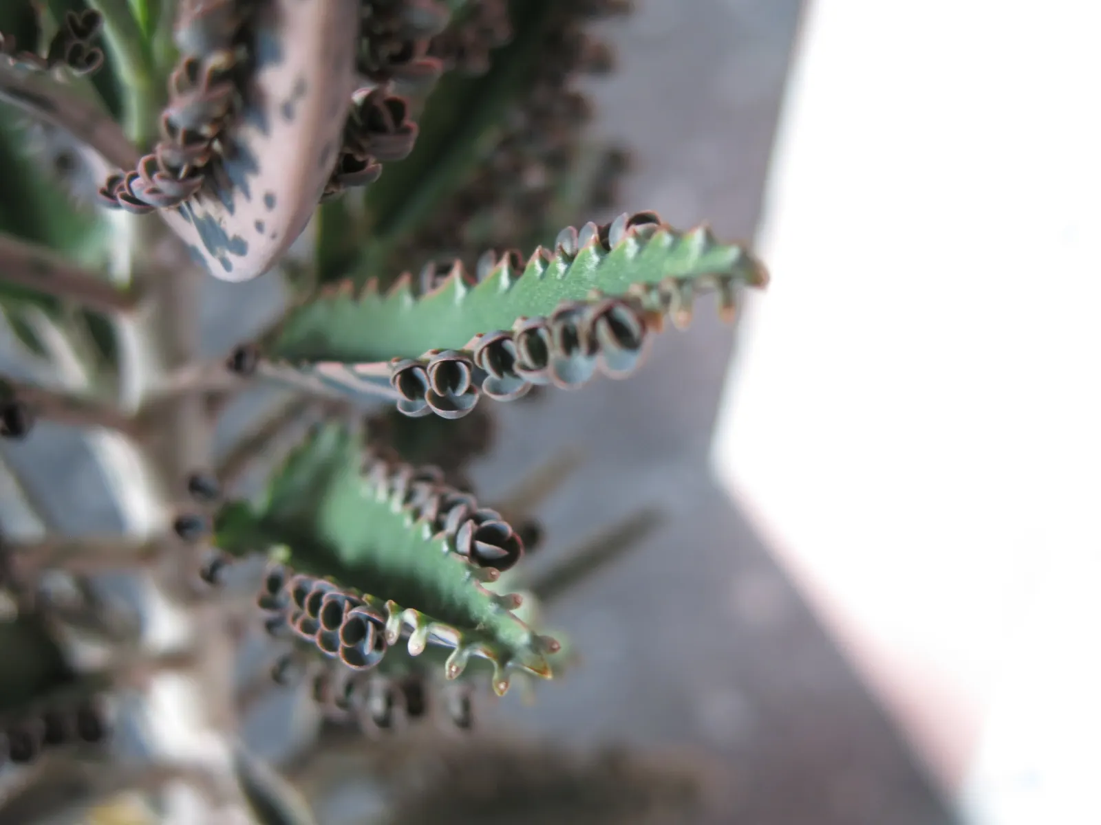 Kalanchoe (Kalanchoe Blossfeldiana) — perennial for full or half; its ease of care and colorful disposition are sure to make it a charming asset to, image 105