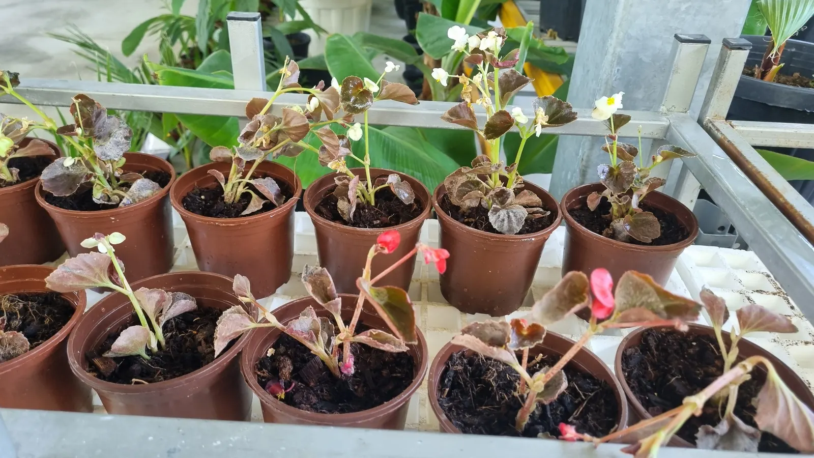 Kalanchoe (Kalanchoe Blossfeldiana) — Kalanchoe blossfeldiana, a succulent perennial, features fleshy leaves and vibrant clusters of flowers, image 85