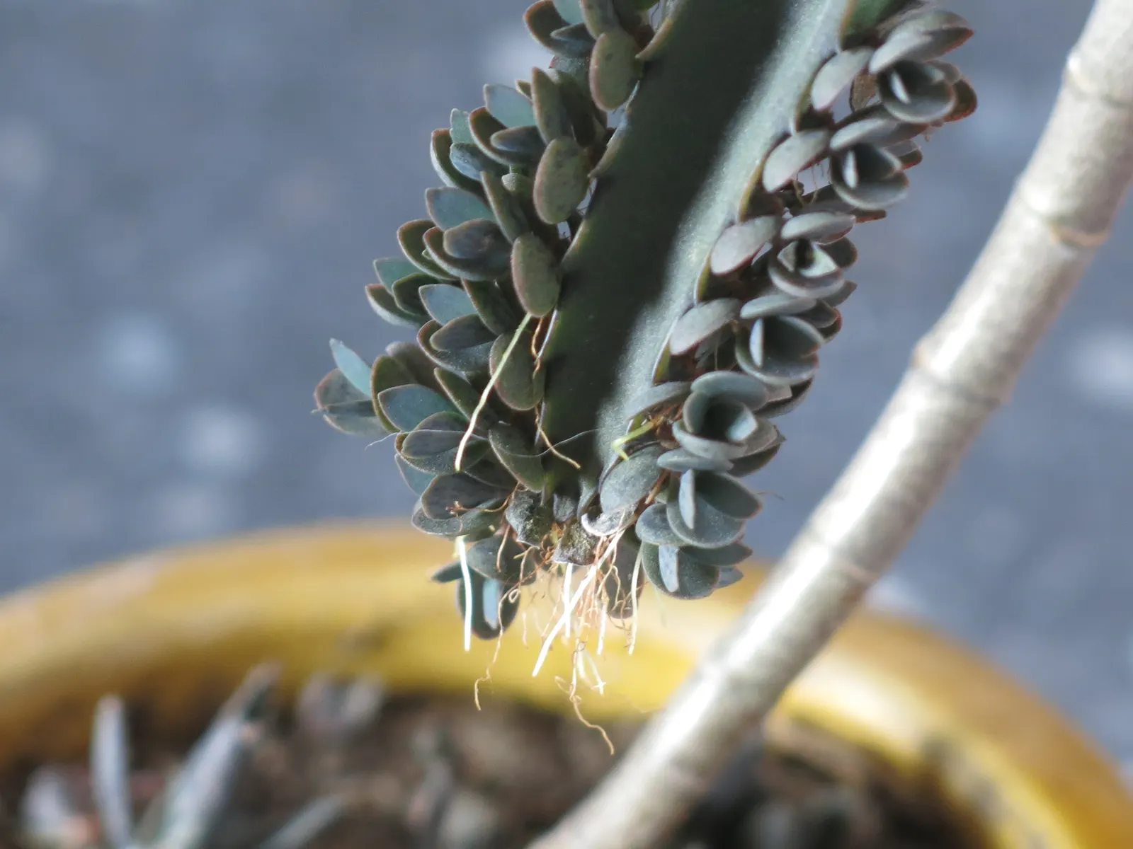 Kalanchoe (Kalanchoe Blossfeldiana) — often with scalloped edges, image 137