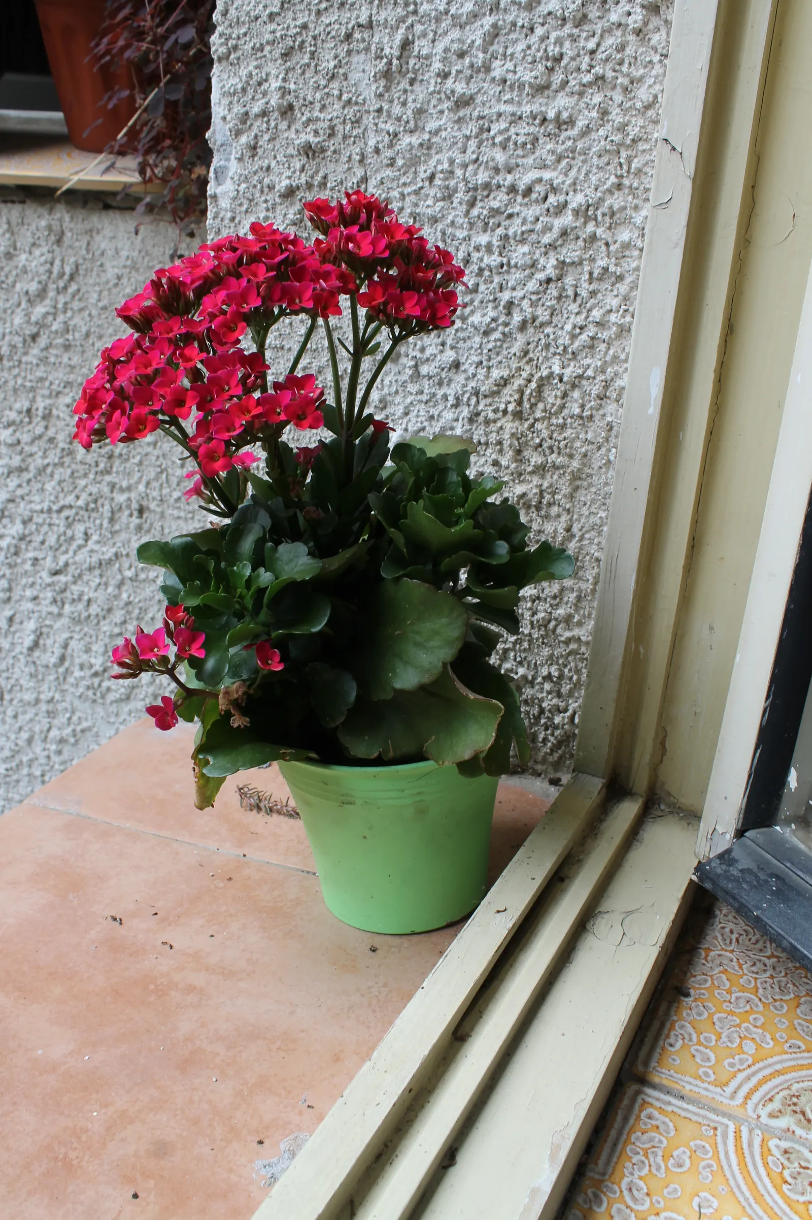 Kalanchoe (Kalanchoe Blossfeldiana) — This plant typically reaches a modest height of 6 to 18 inches with a similar spread; its ease of care and, image 93