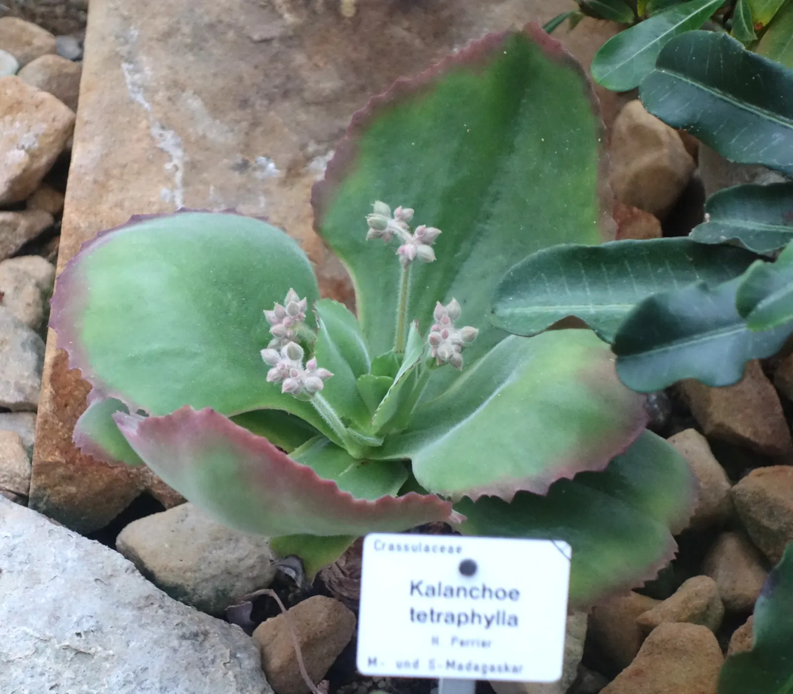 Kalanchoe (Kalanchoe Blossfeldiana) — Optimal in Zones 10-12, it thrives in well-drained soil and full to partial sunlight; often with scalloped, image 170