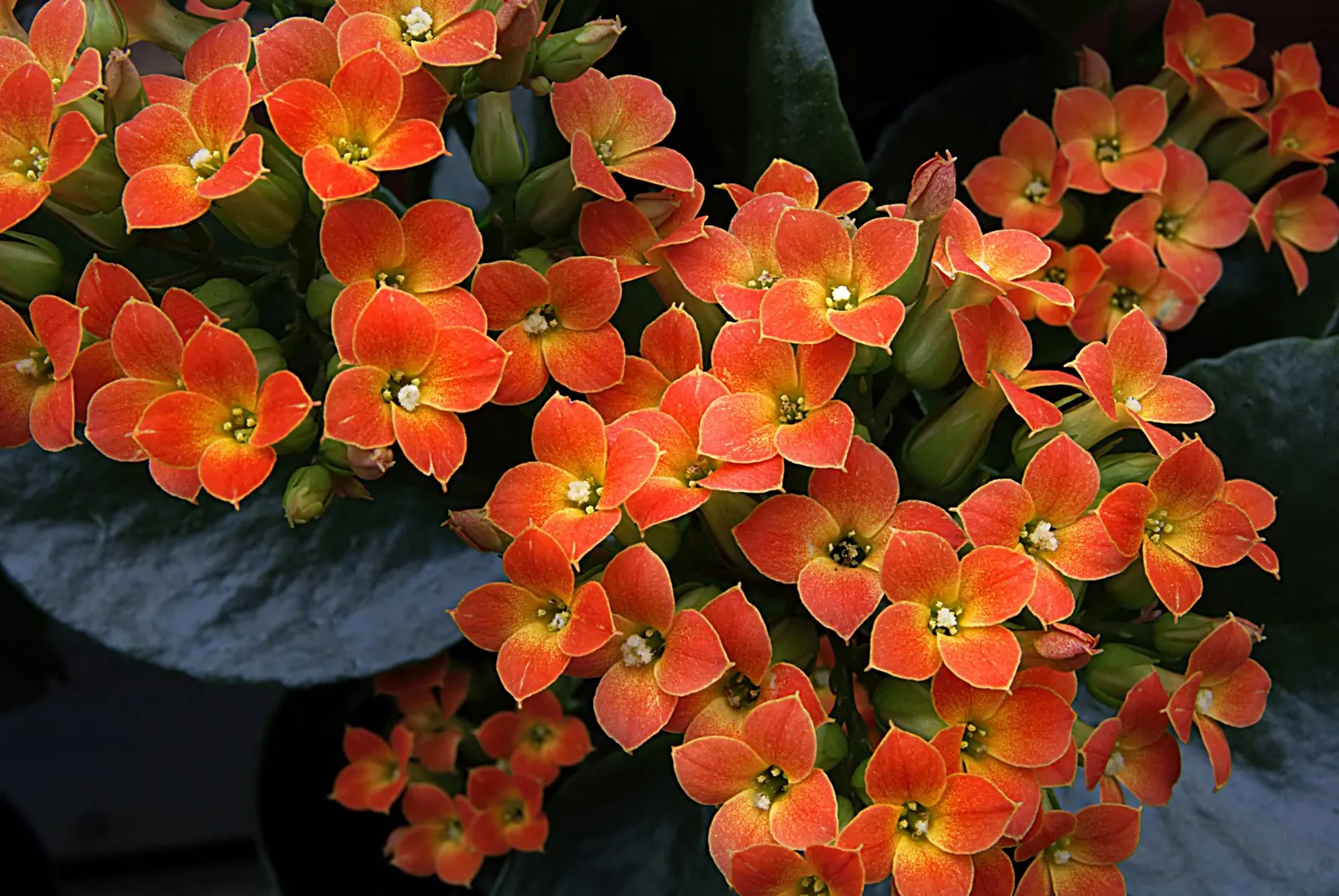 Kalanchoe (Kalanchoe Blossfeldiana) — Add for year-round interest or as a seasonal color pop; its ease of care and colorful disposition are sure to make it a