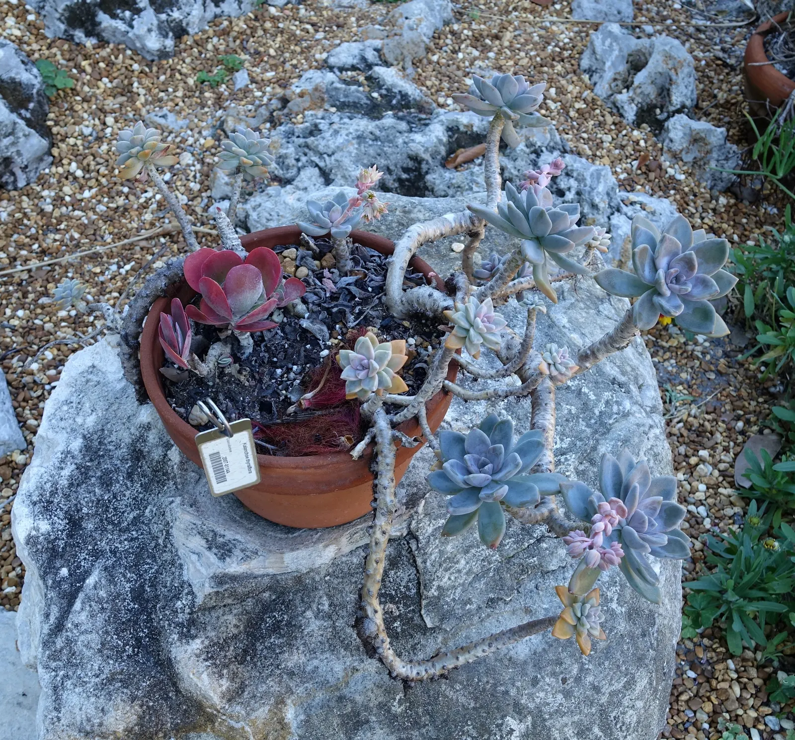 Kalanchoe (Kalanchoe Blossfeldiana) — or as a splash of color in rock gardens; often with scalloped edges, image 59
