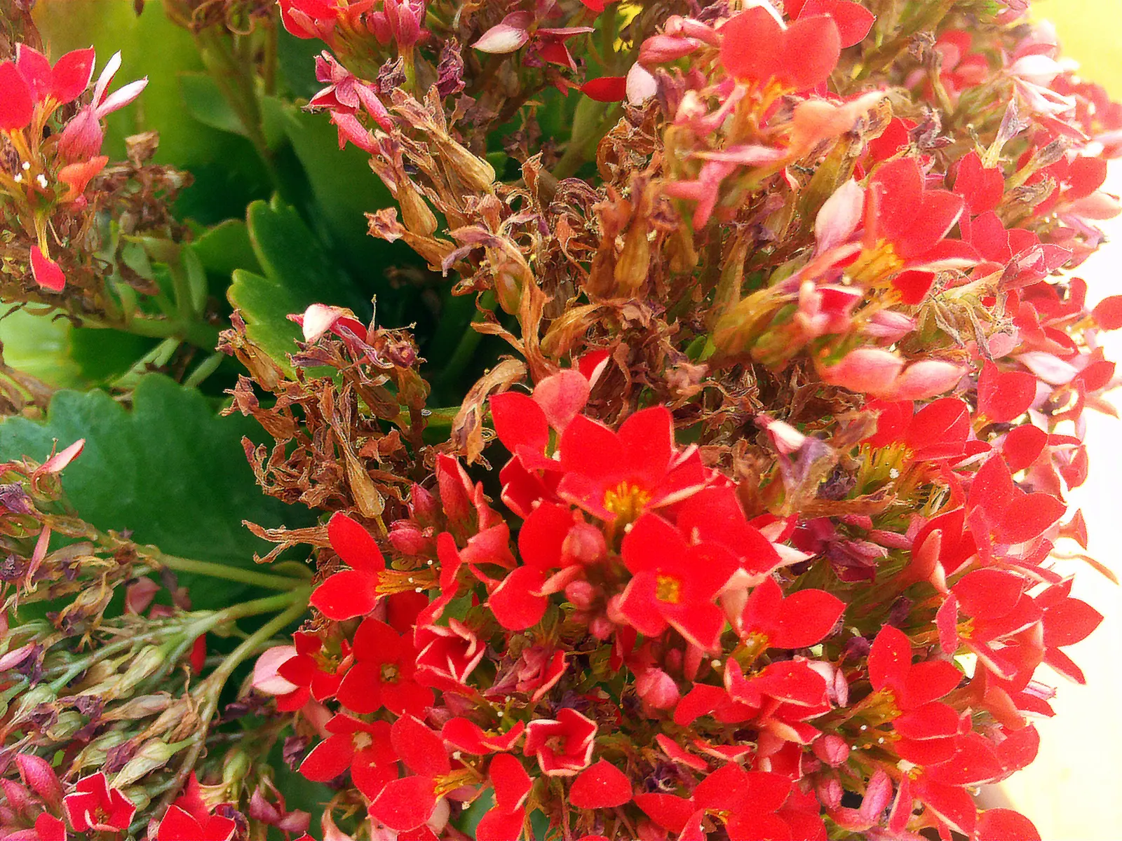 Kalanchoe (Kalanchoe Blossfeldiana) — Optimal in Zones 10-12, it thrives in well-drained soil and full to partial sunlight; often with scalloped, image 107